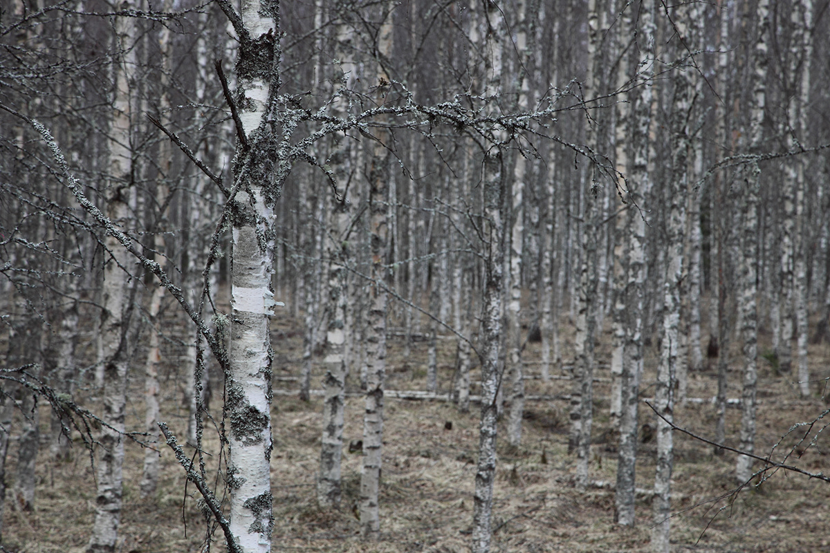 Tallskog 28 | Birch Forest, Småland, Sweden