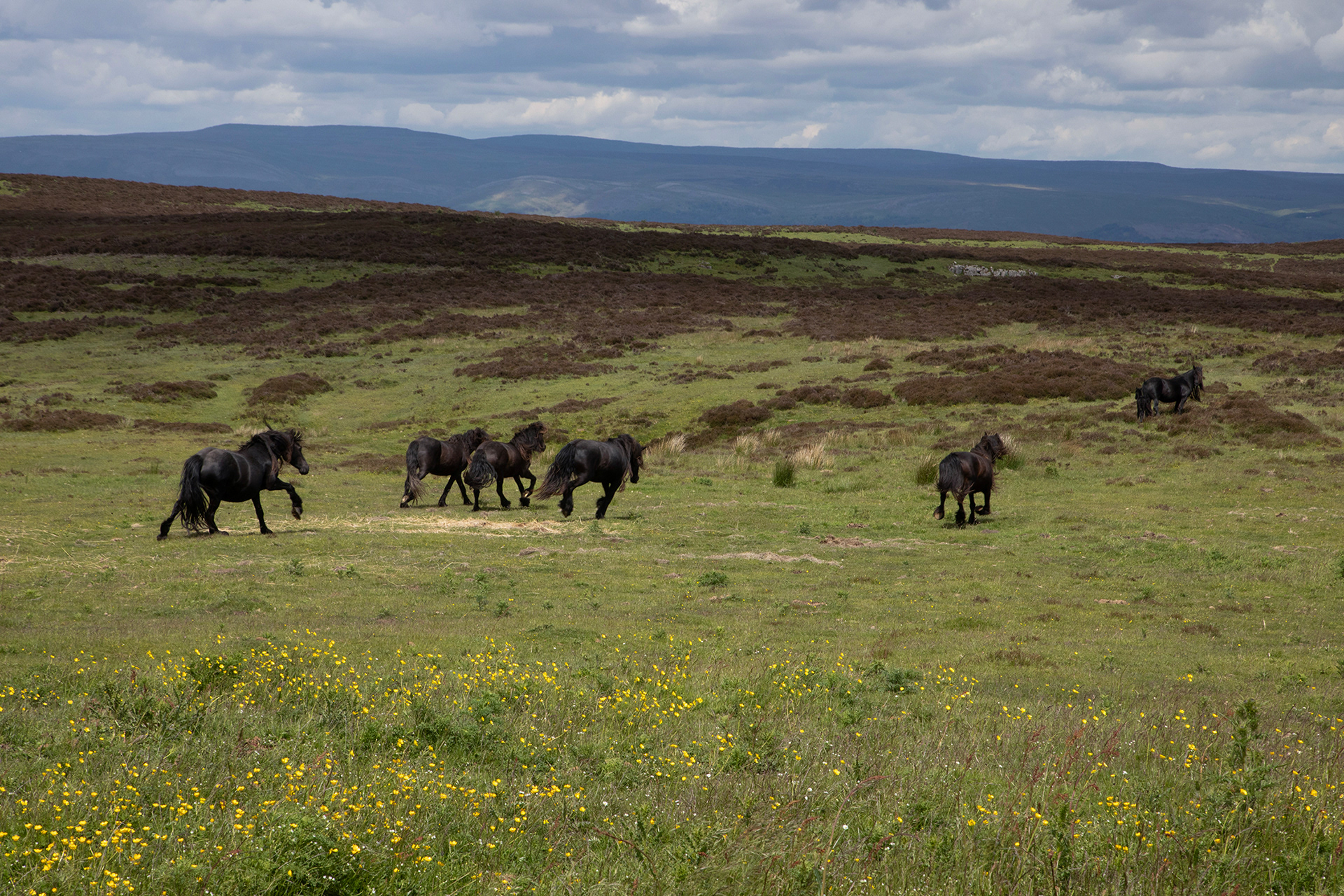 The Wild Ponies of Ravenstonedale