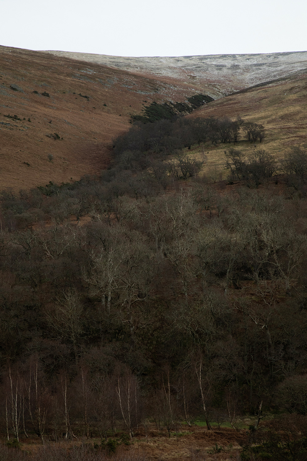 Cheviot