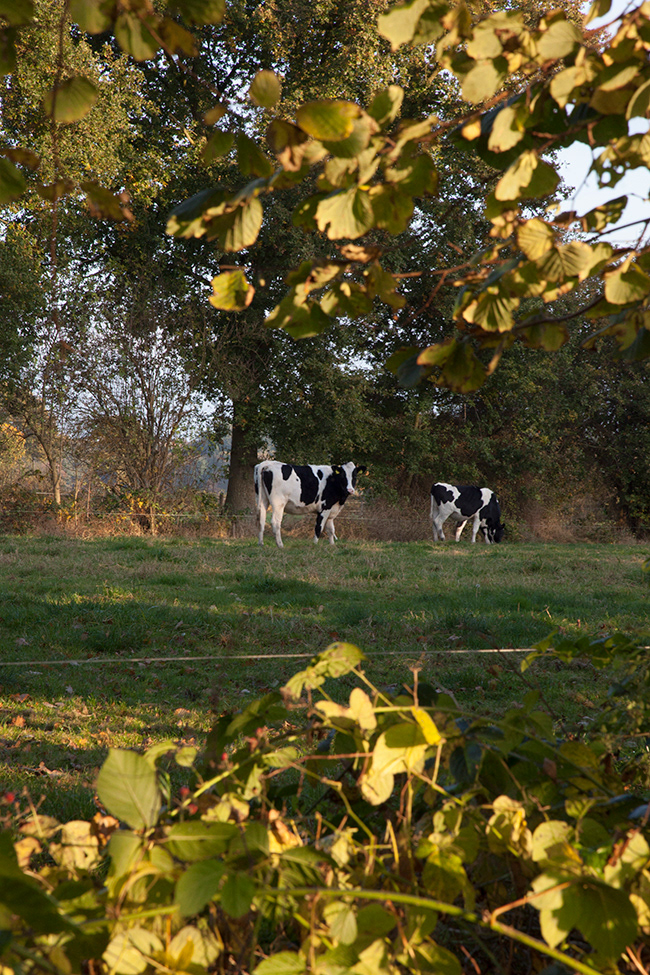 Linde 28 | Cows, Netherlands
