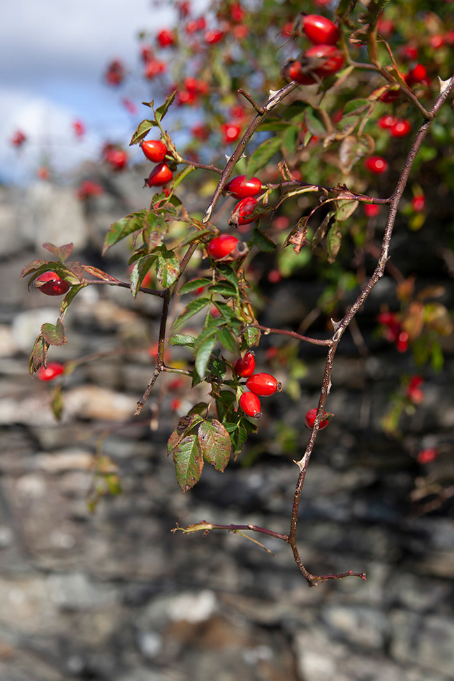 Linde 12 | Rosehips