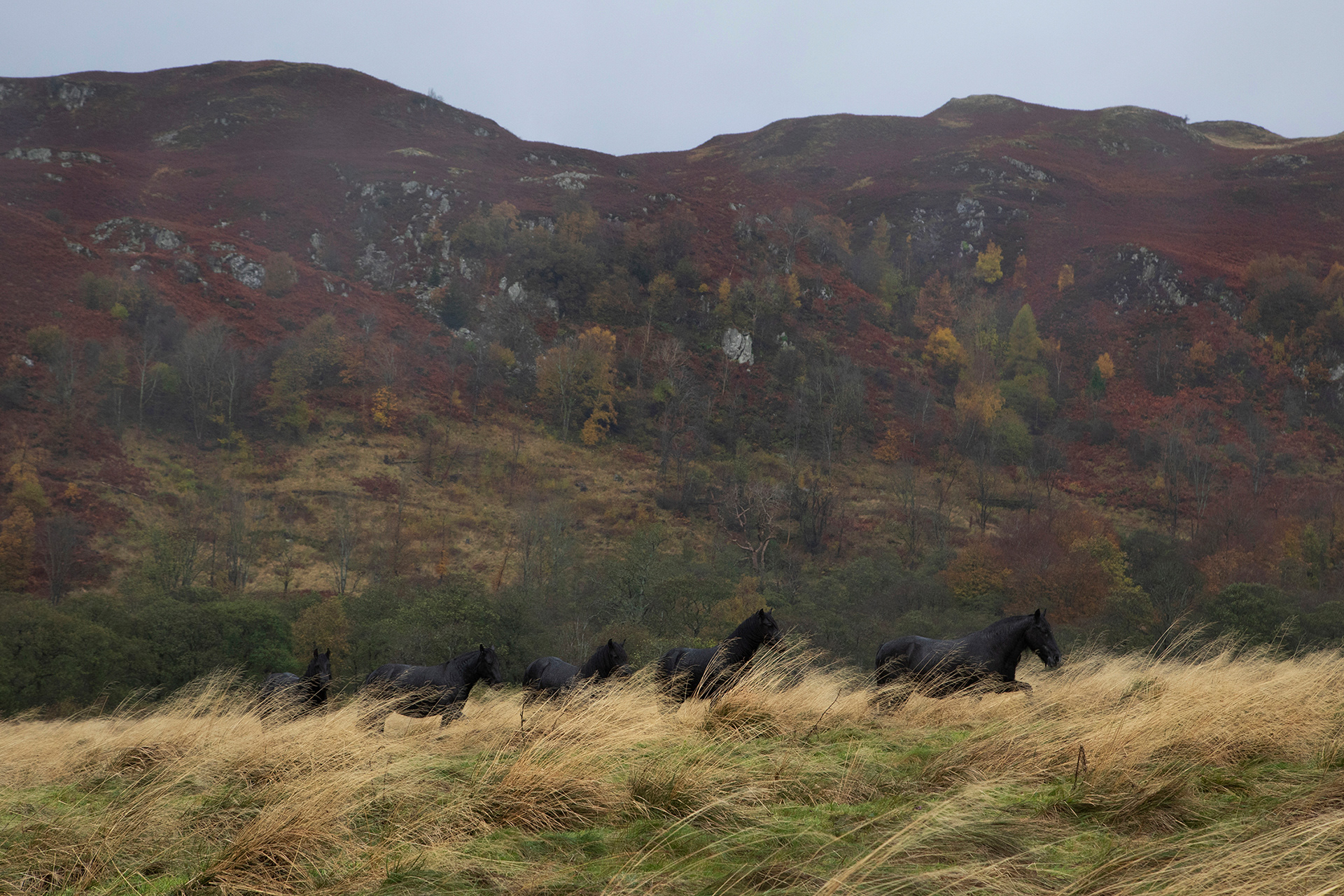 Wilder Gowbarrow