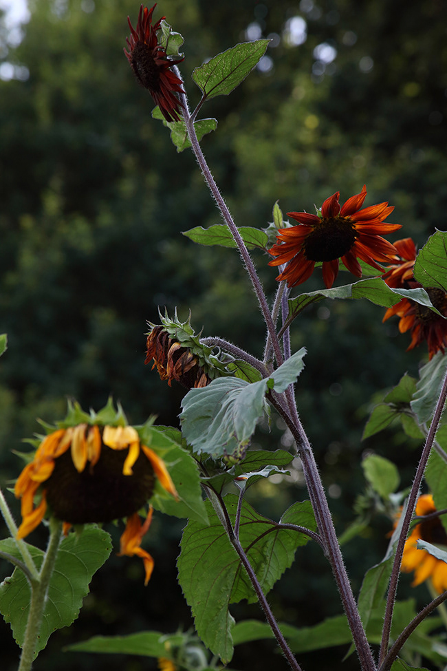 More Gardening 29