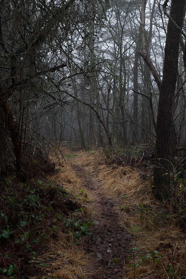 Tallskog 15 | Morning Walk
