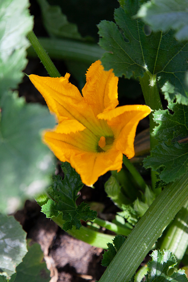 More Gardening 15
