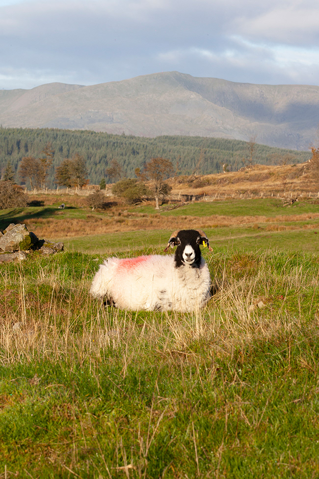 Lakeland 12 | Lake District UK