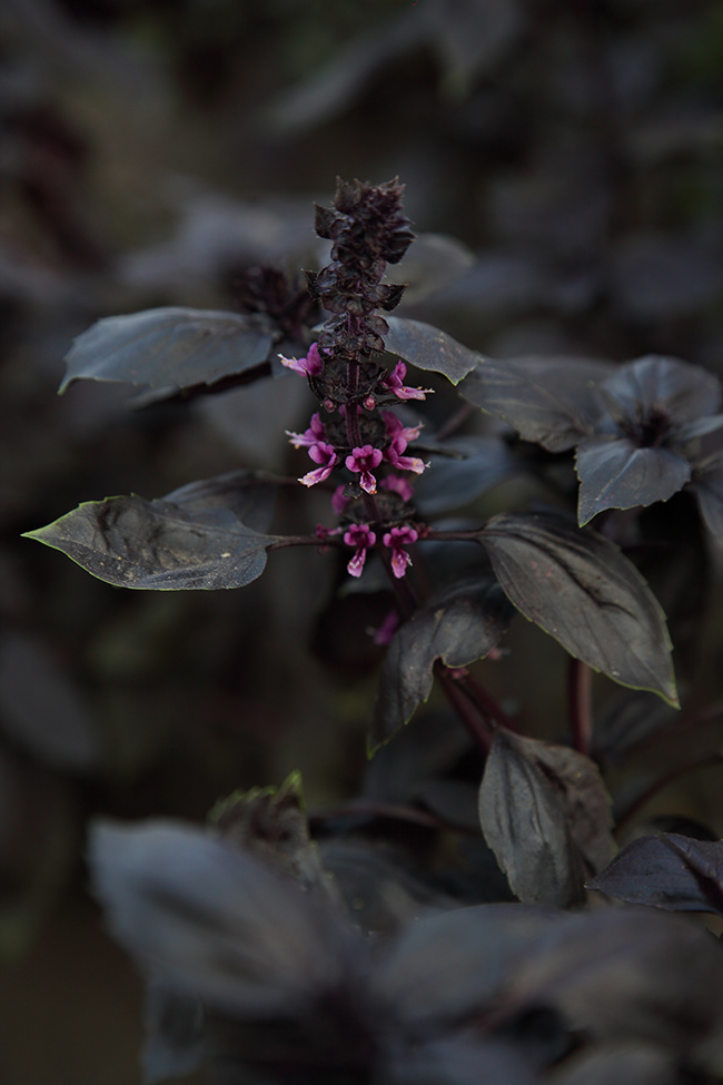More Gardening 24