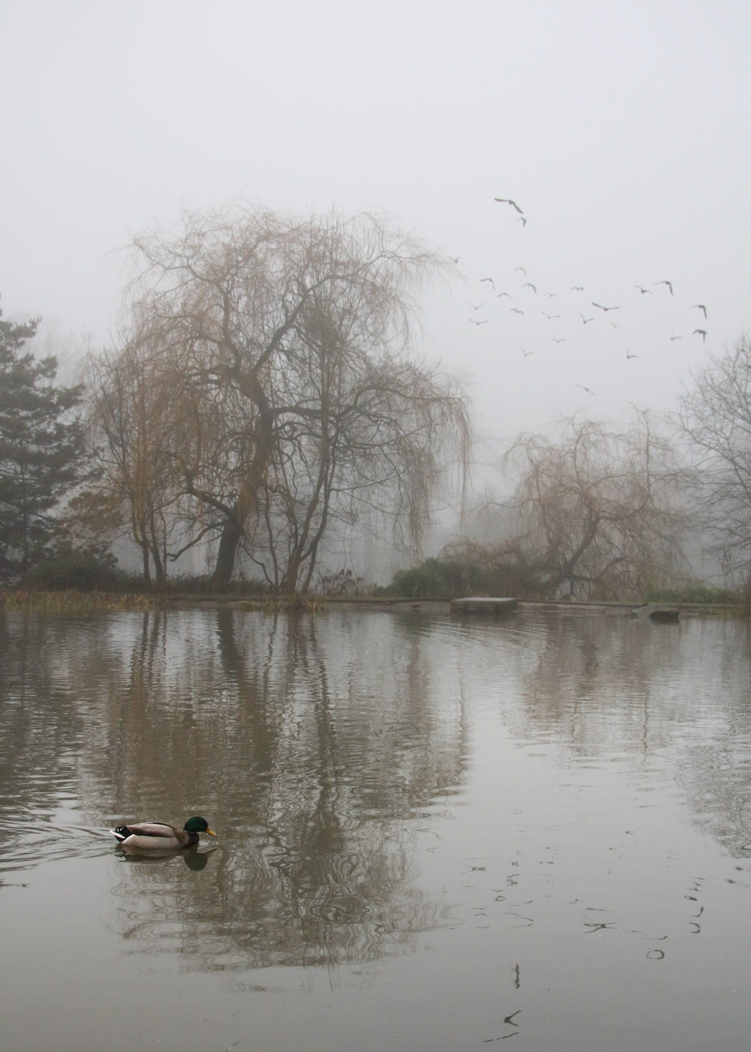Duck!
