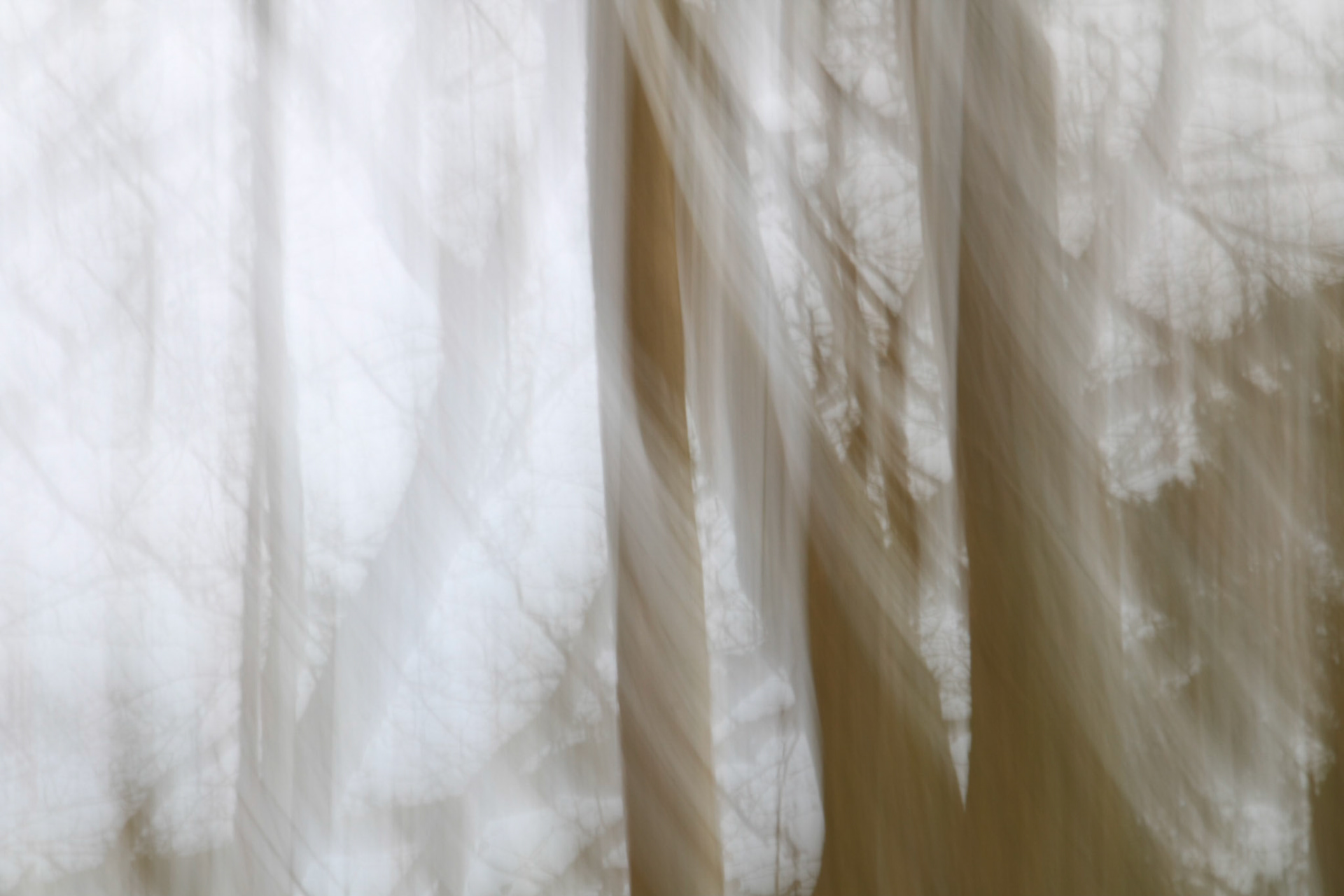 The wind in the trees