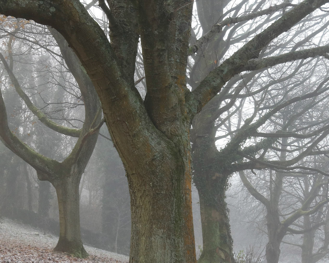 Cold and foggy morning, Queen's Park, Glasgow