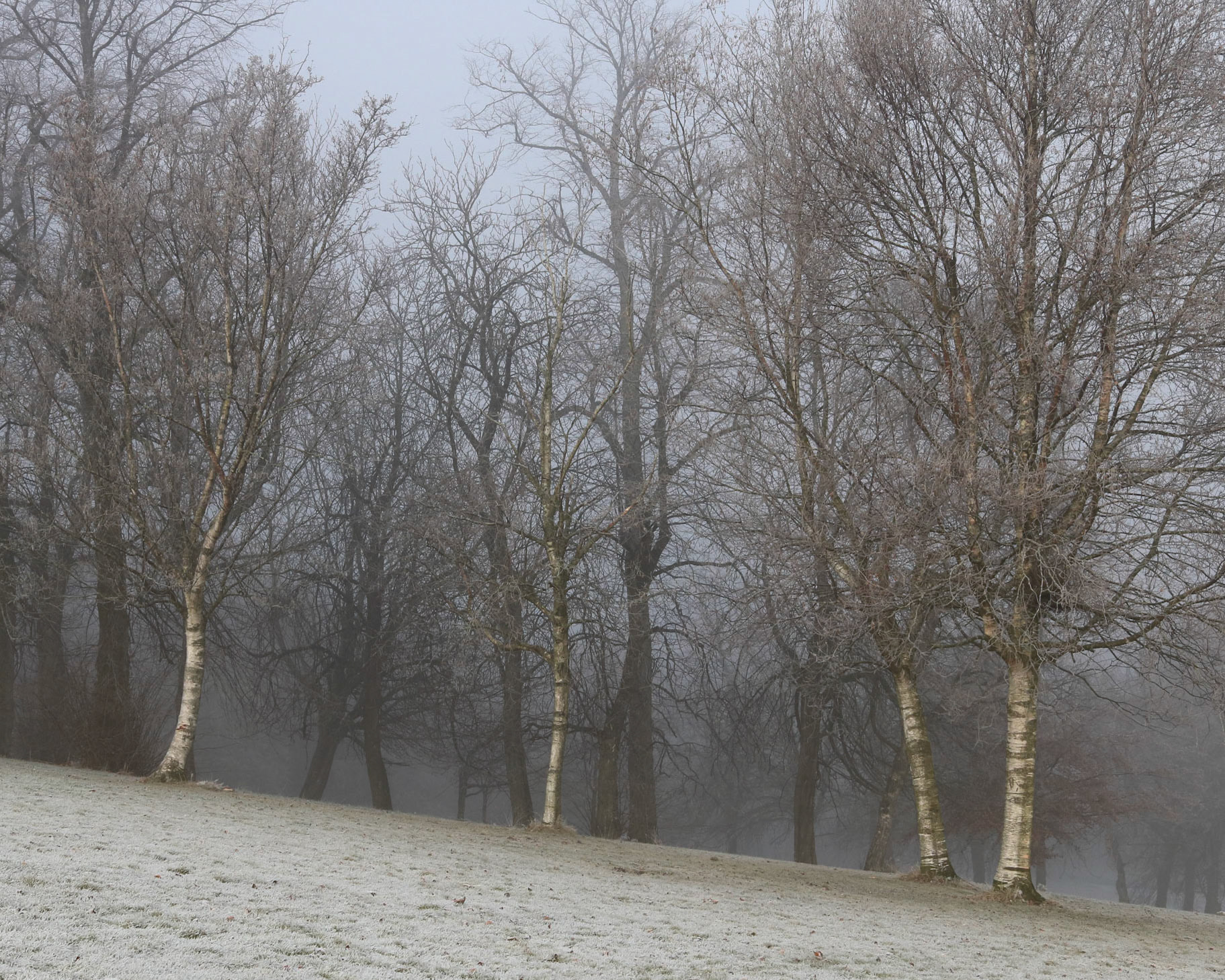 Cold and foggy morning, Queen's Park, Glasgow