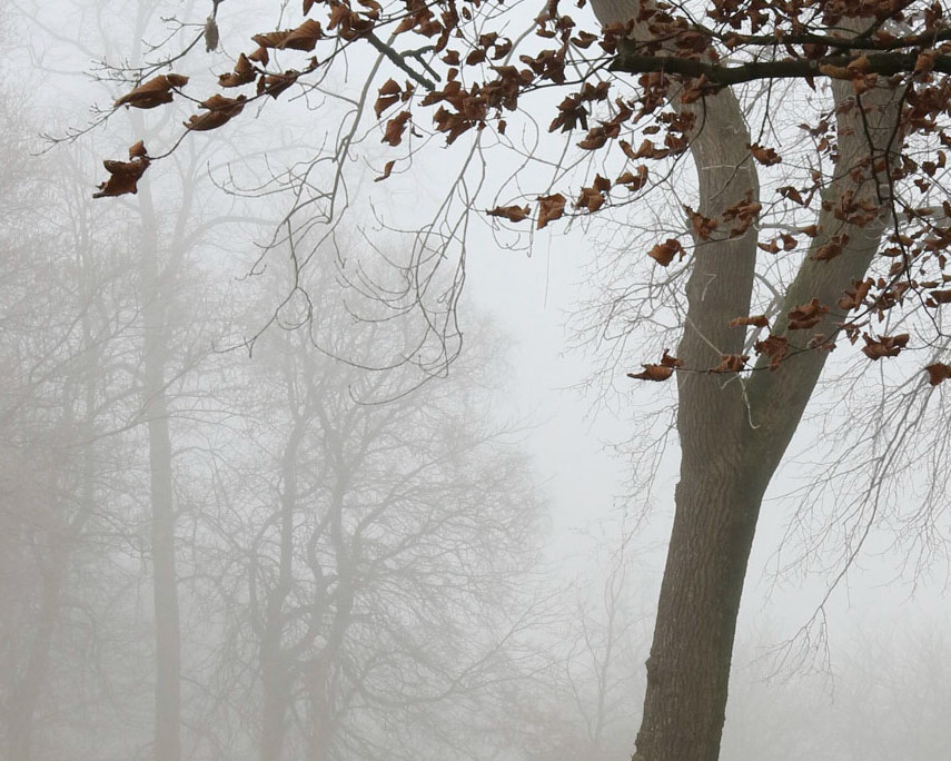 Cold and foggy morning, Queen's Park, Glasgow