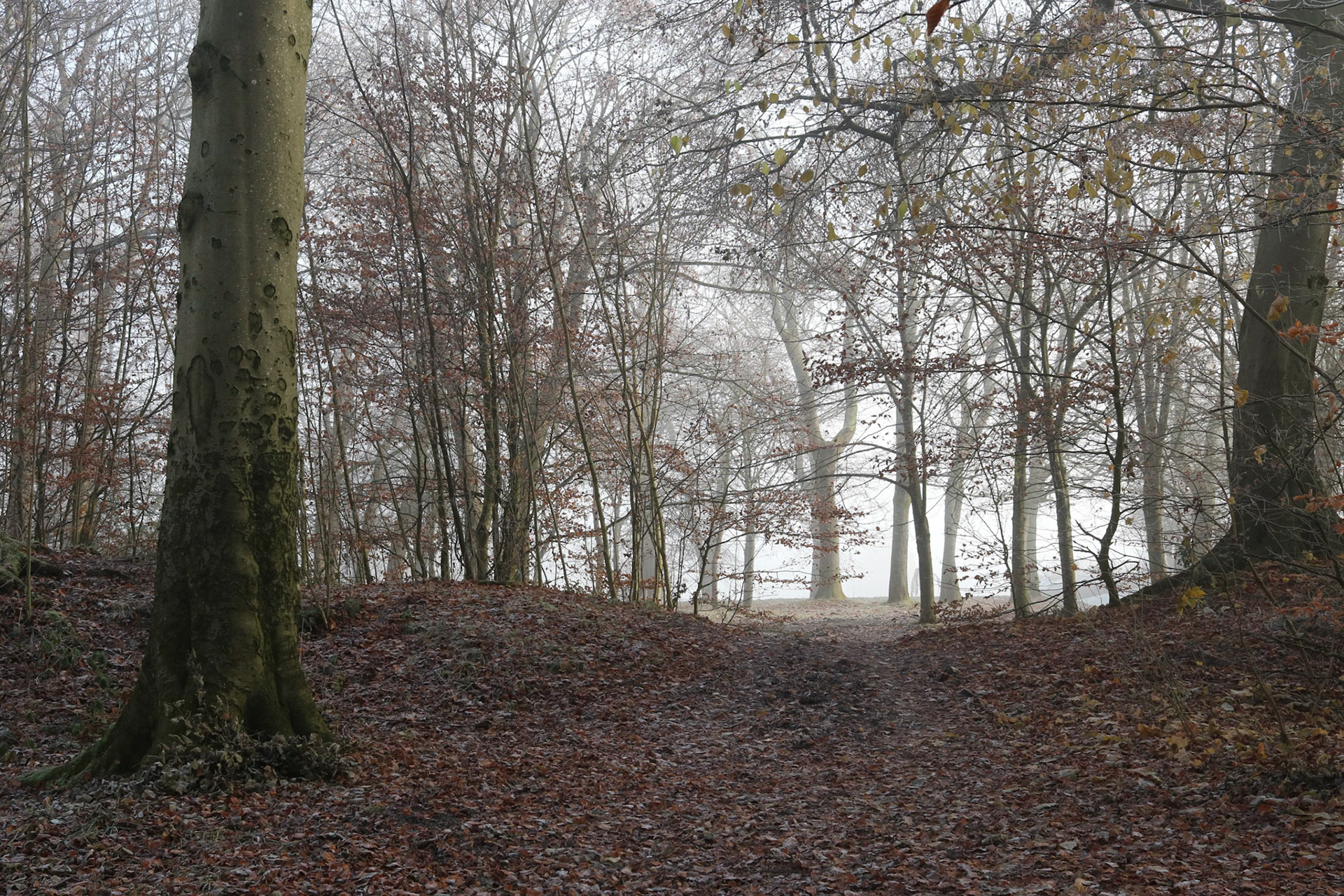 Cold and foggy morning, Queen's Park, Glasgow