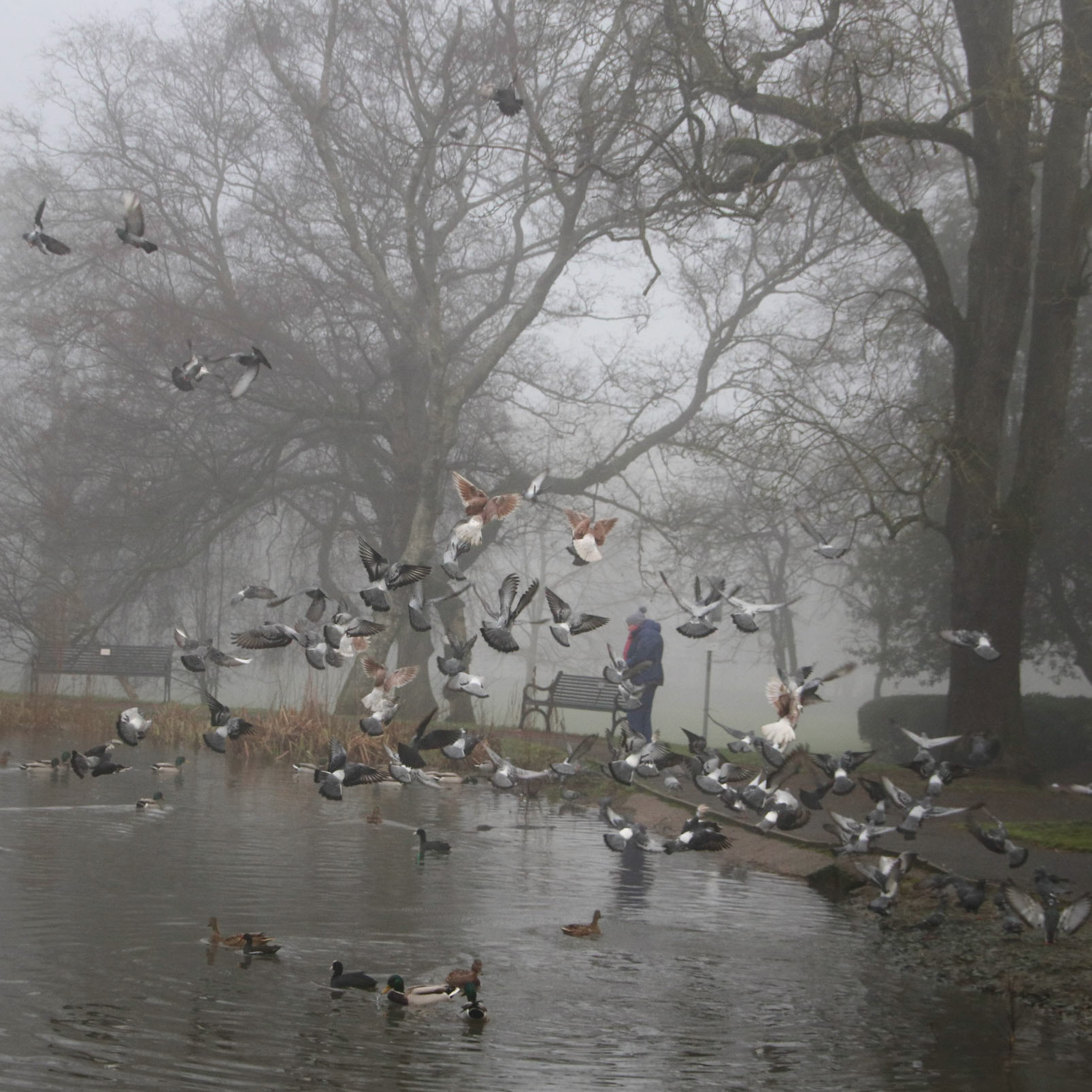 The Birds