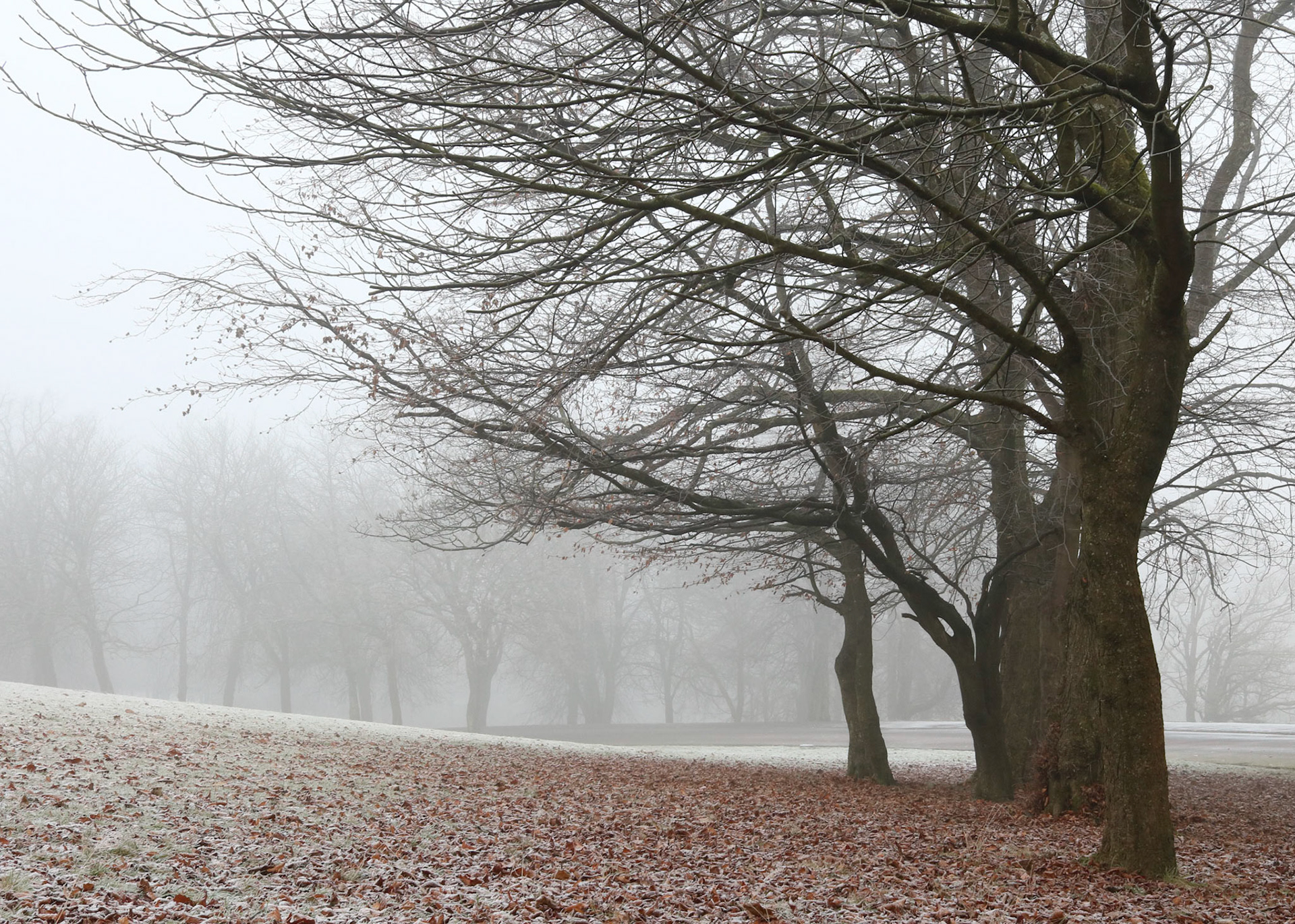 Cold and foggy morning, Queen's Park, Glasgow