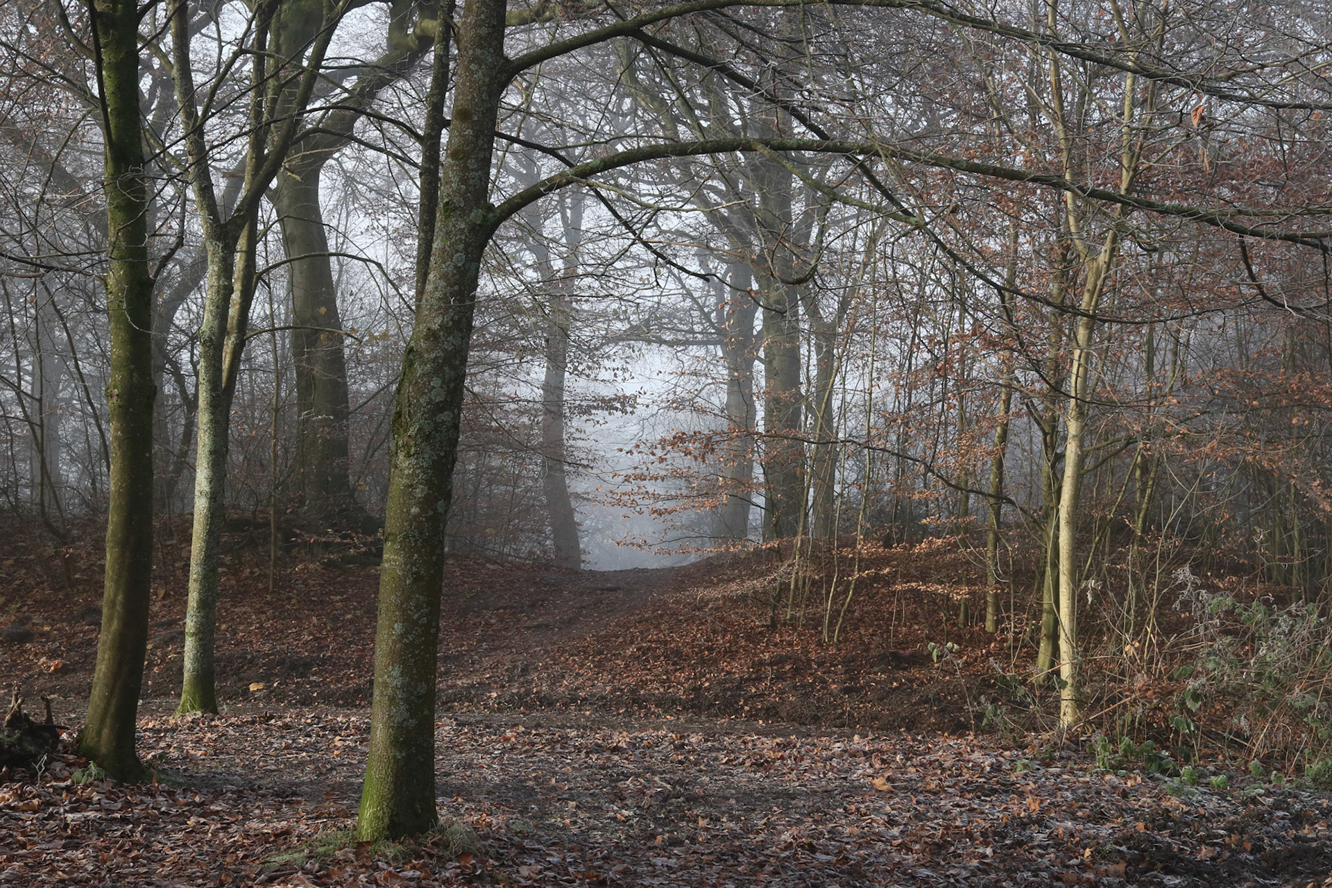 Cold and foggy morning, Queen's Park, Glasgow