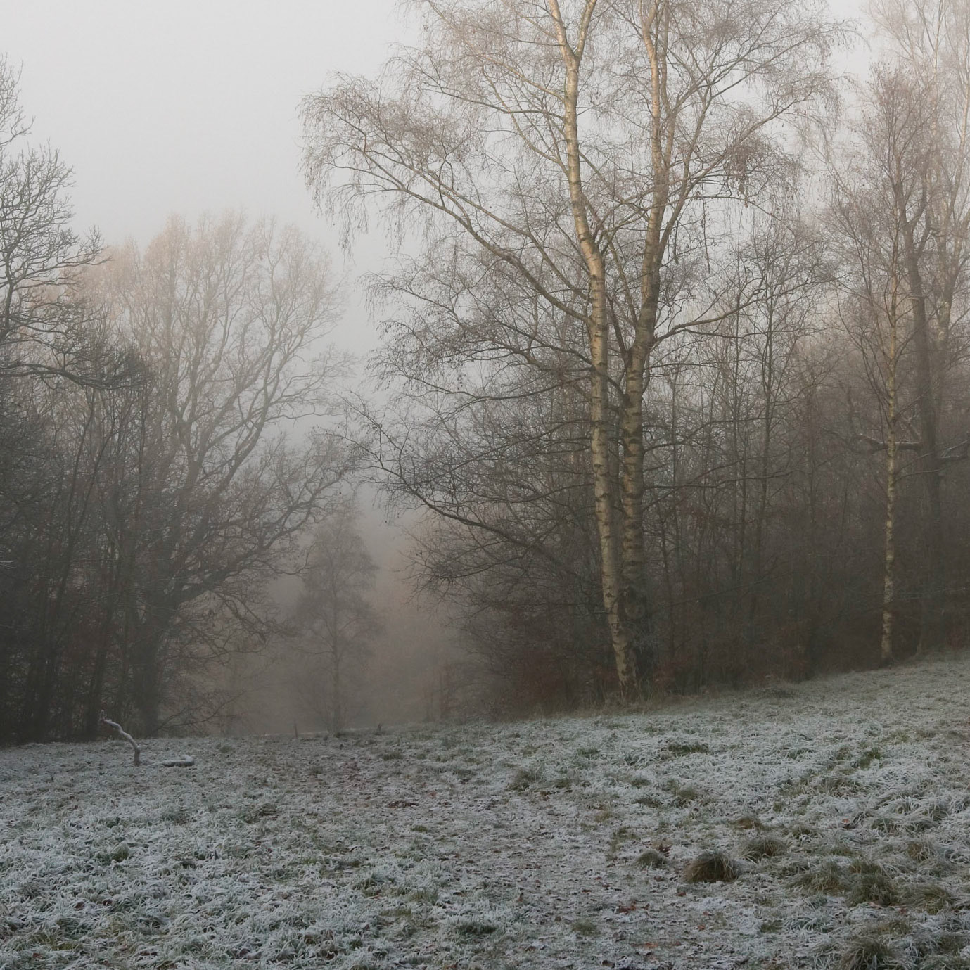 Cold and foggy morning, Queen's Park, Glasgow