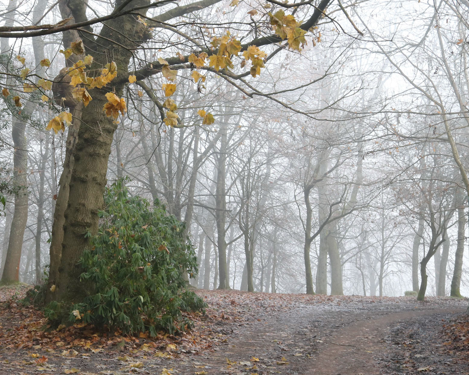 Cold and foggy morning, Queen's Park, Glasgow