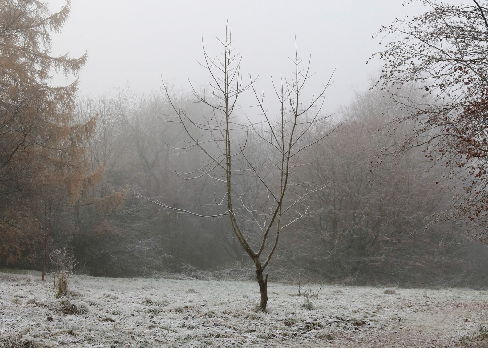 Cold and foggy morning, Queen's Park, Glasgow