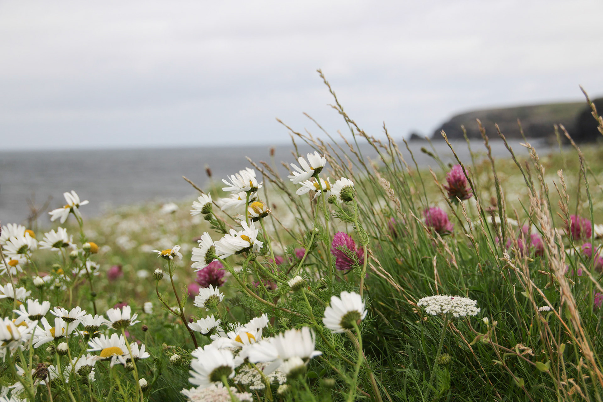 Tolastadh