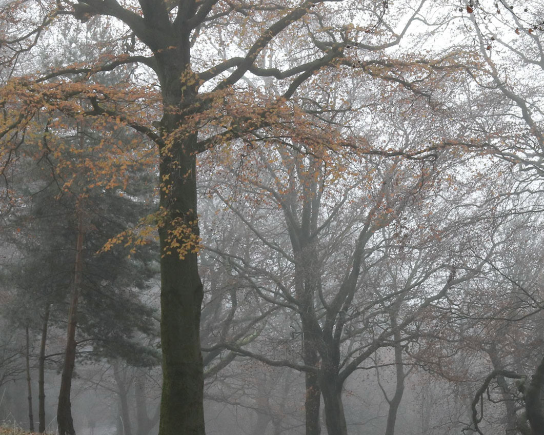 Cold and foggy morning, Queen's Park, Glasgow