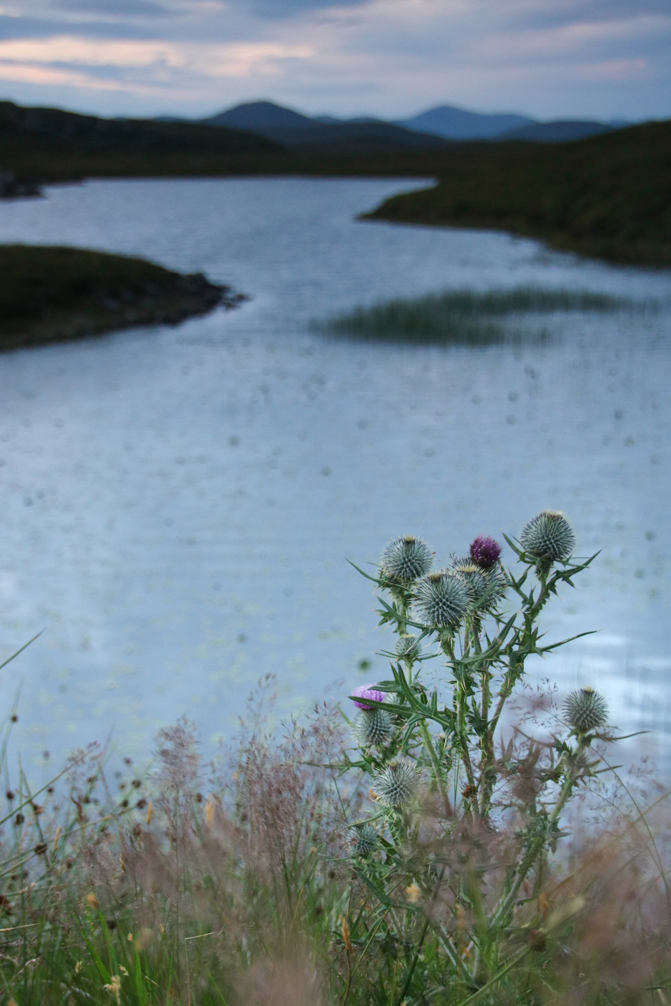 Thistle do