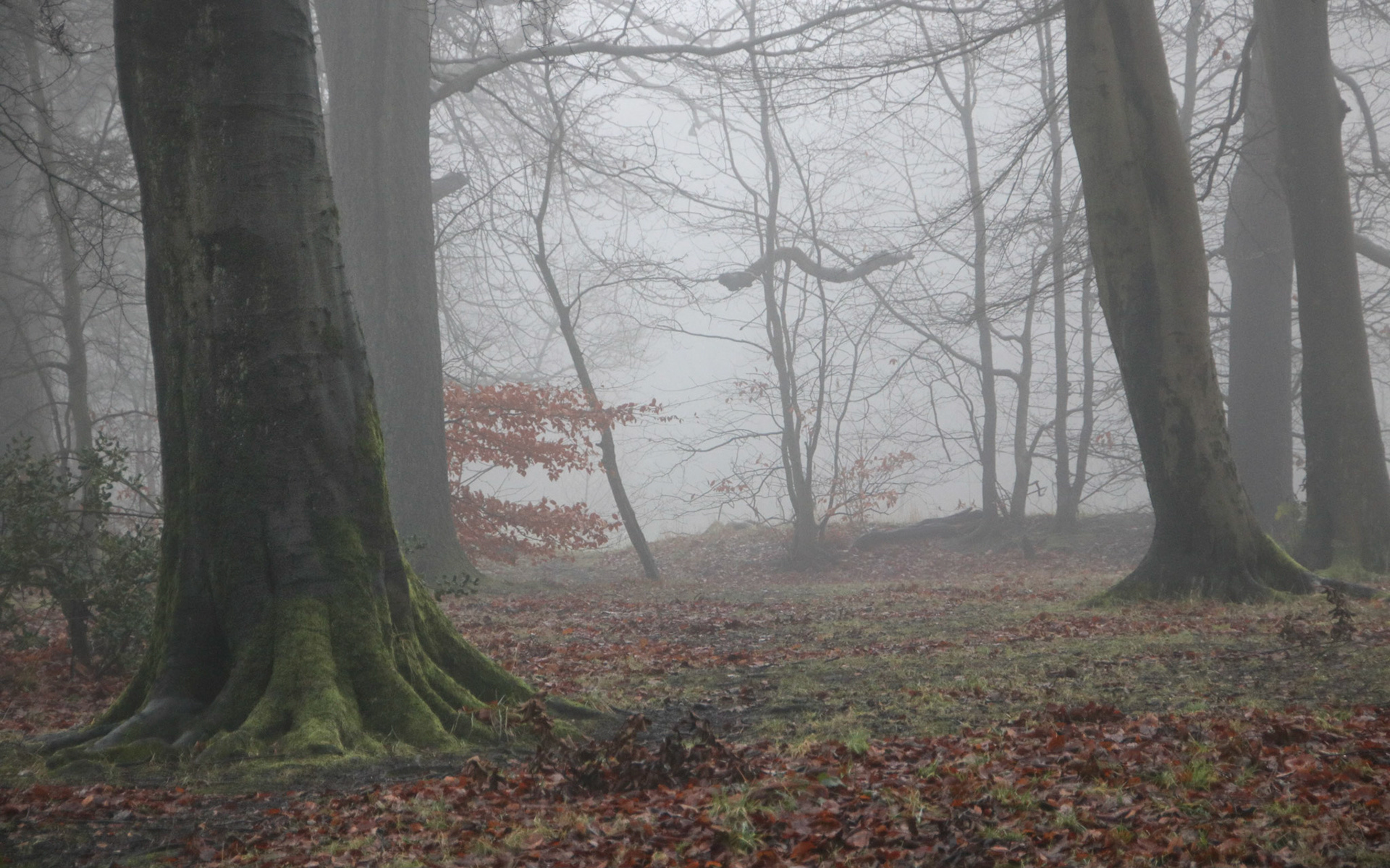 The colour of winter