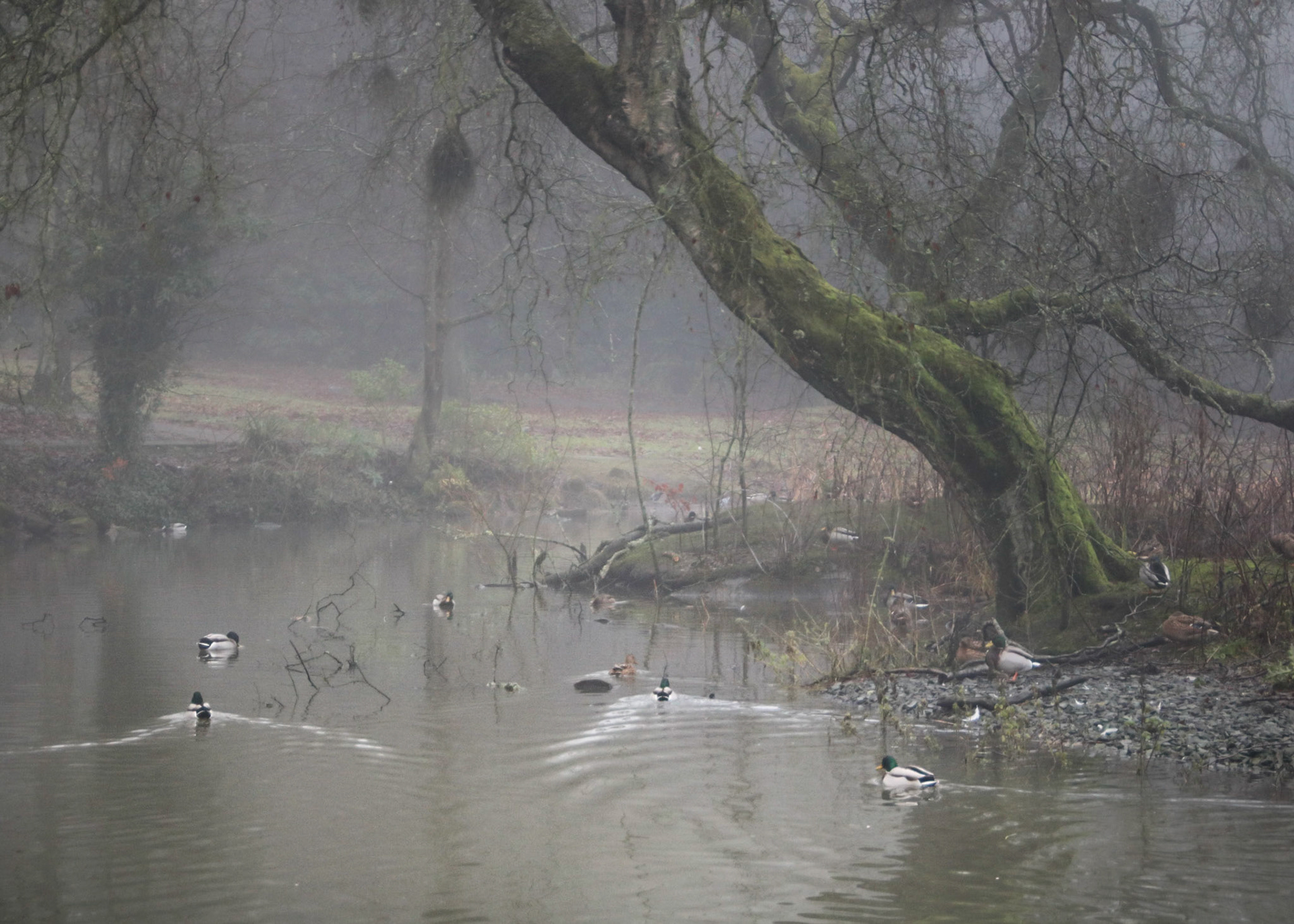 The Pond