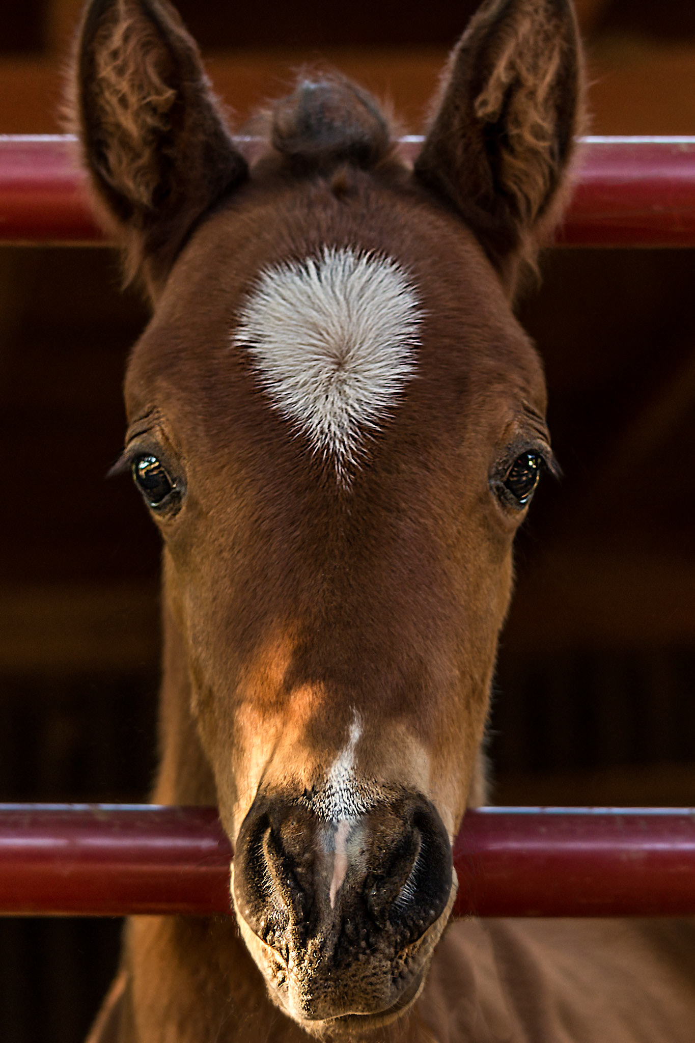 Baby Horse in Fence