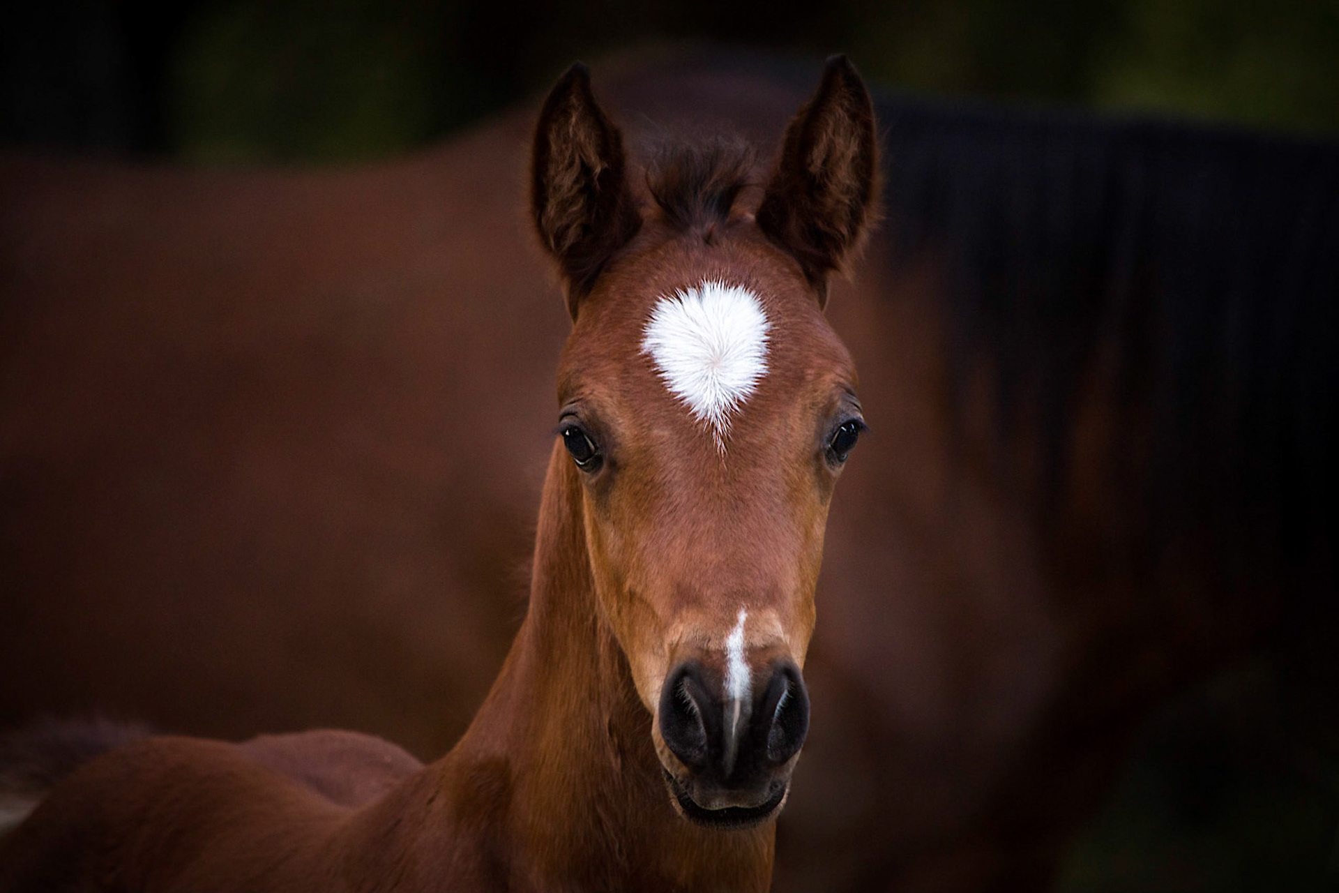 Baby Horse