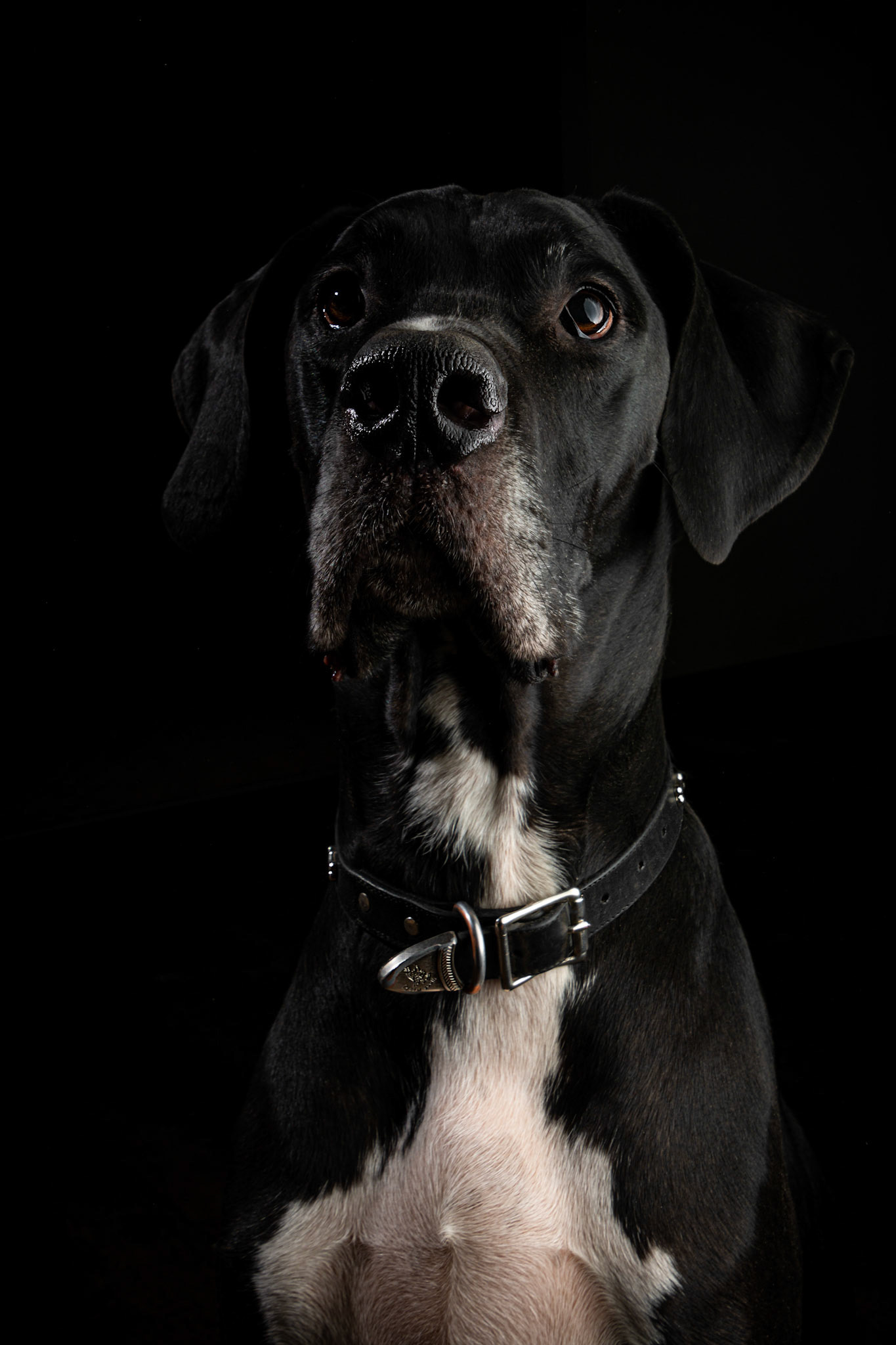 Great Dane Portrait