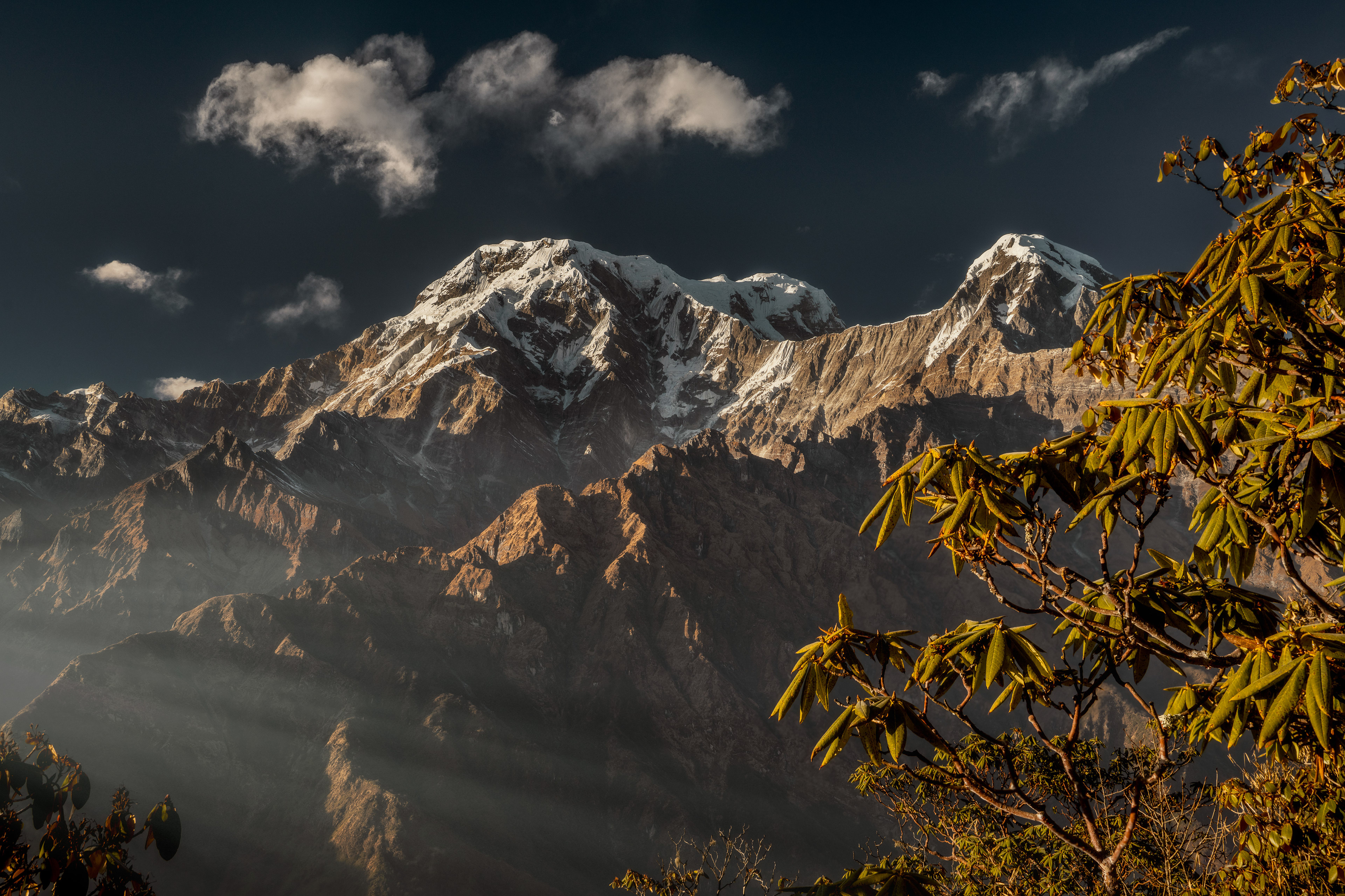 South Annapurna and Rhododendrons