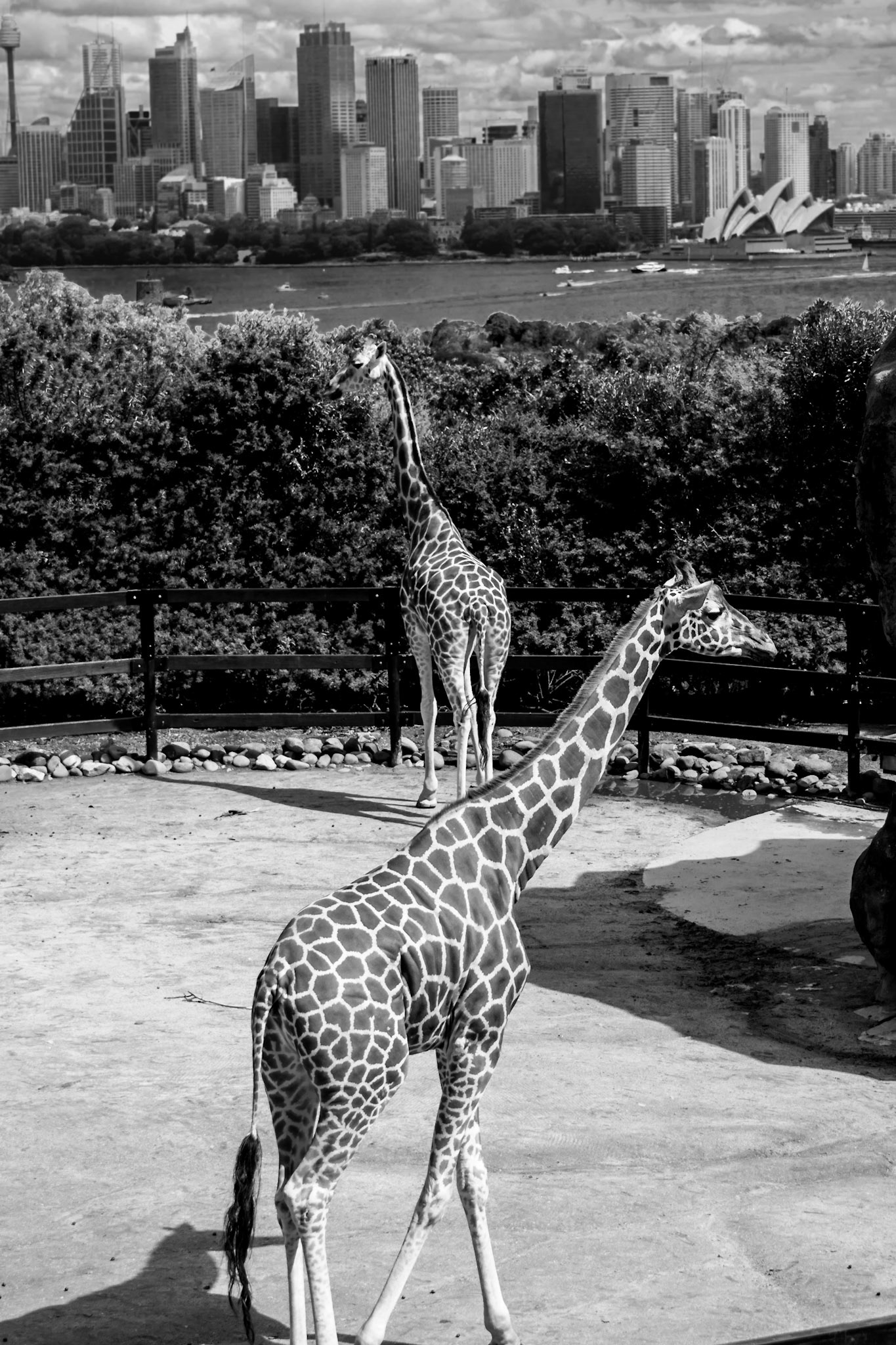 Sydney View - Taronga Park Zoo