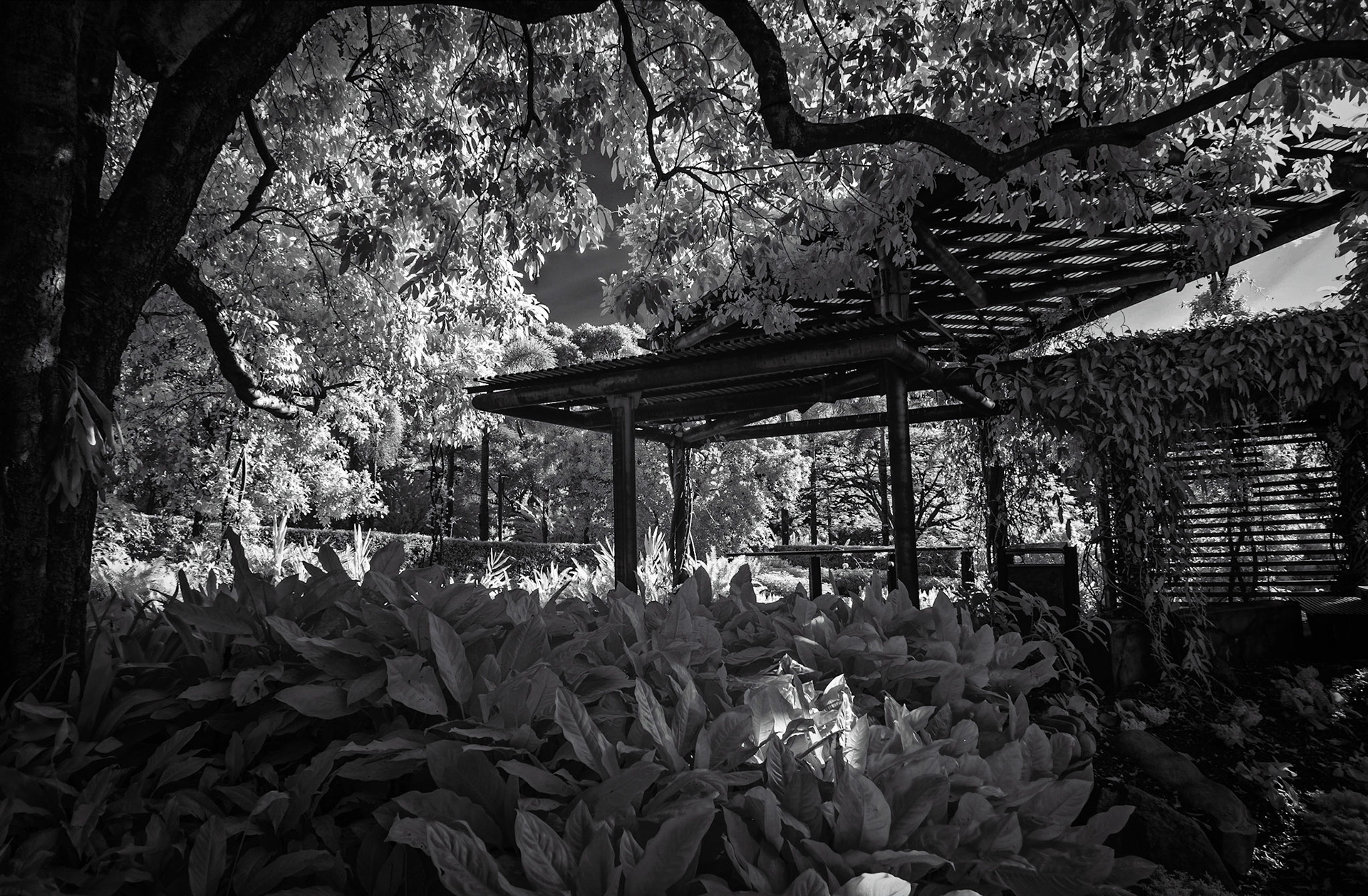 Roma St Gardens - IR