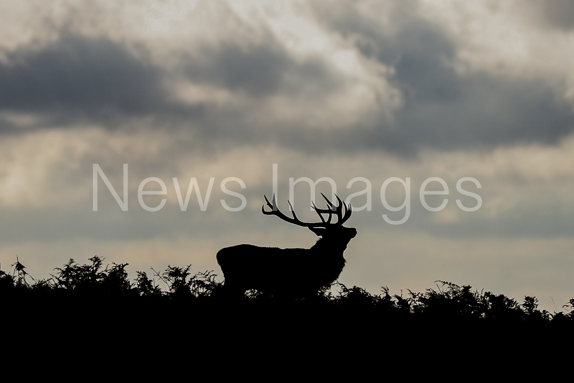 A red deer looking for a doe to mate with