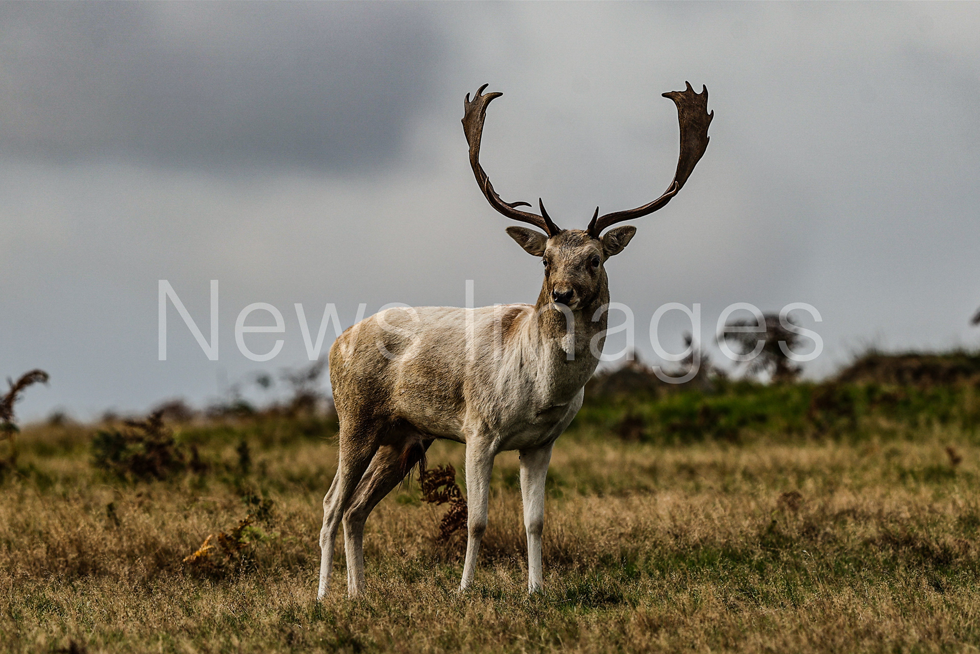 A white fallow deer