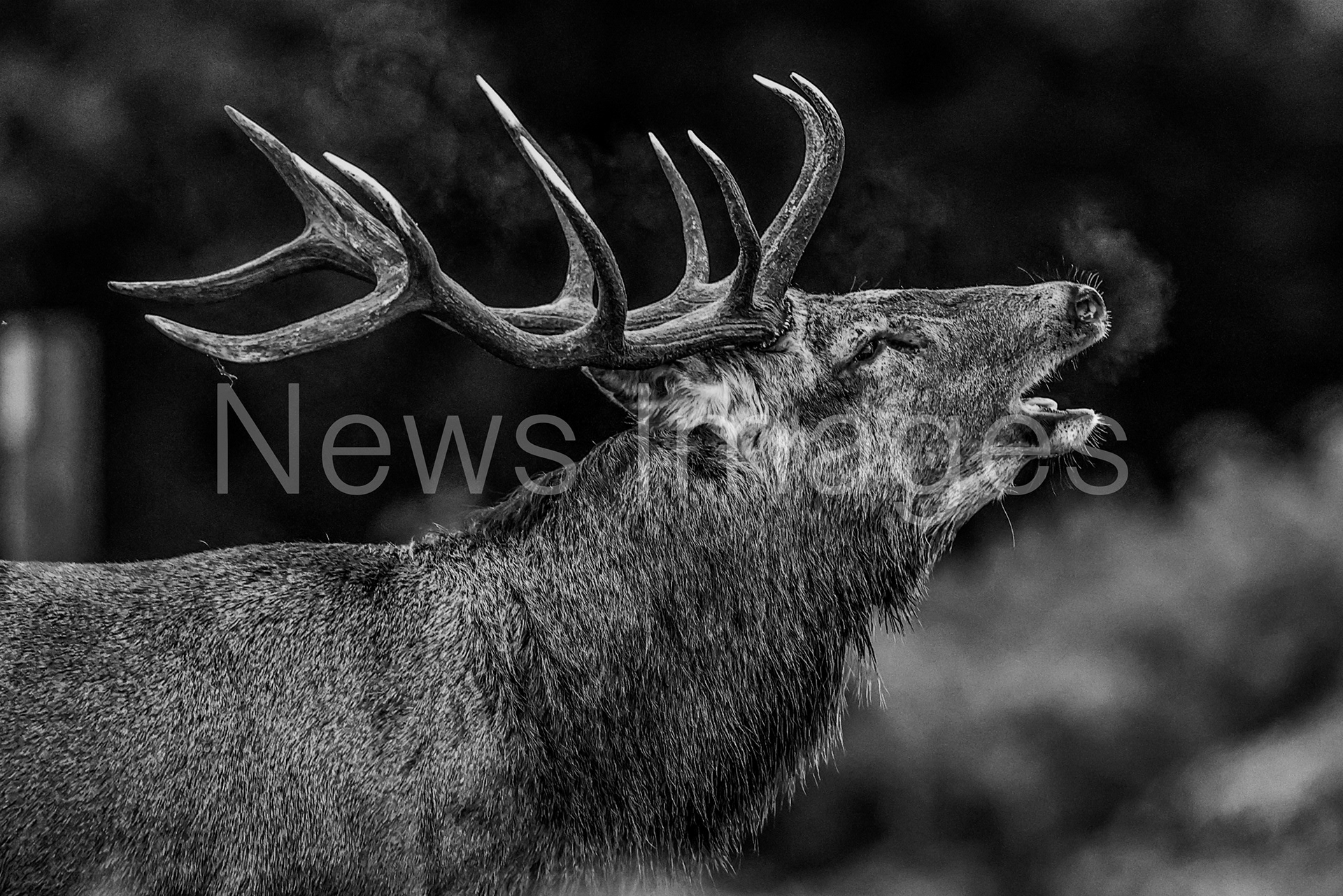 A red deer looking for a doe to mate with