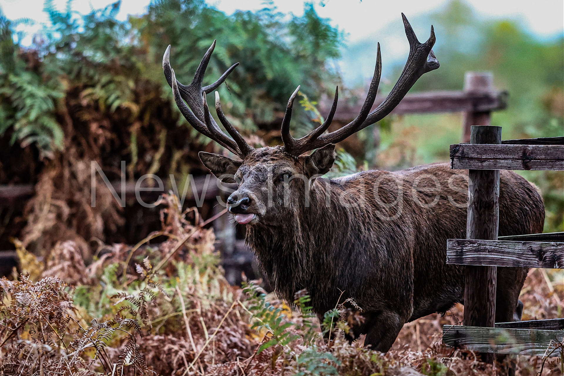A red deer looking for a doe to mate with