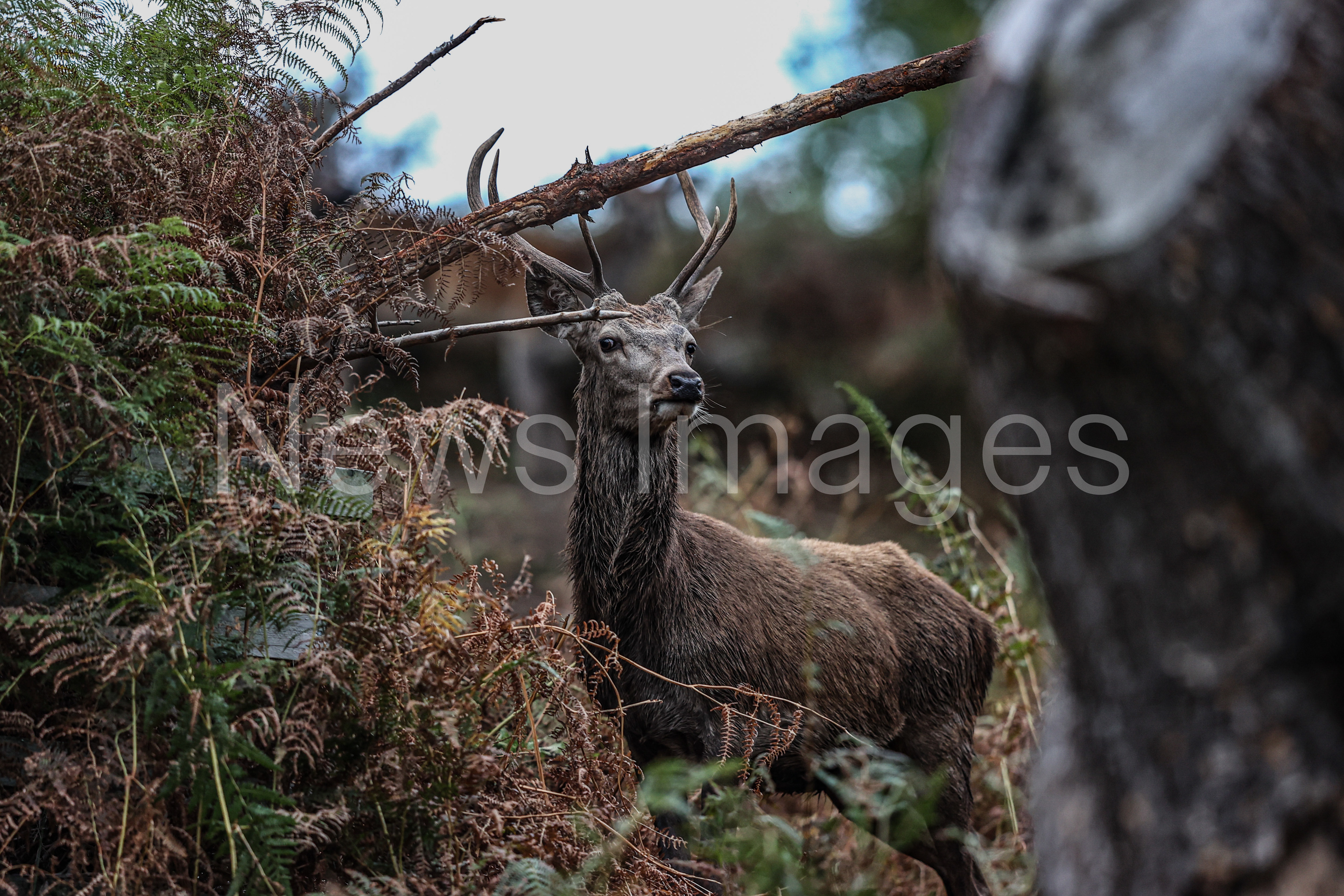 A red deer looking for a doe to mate with