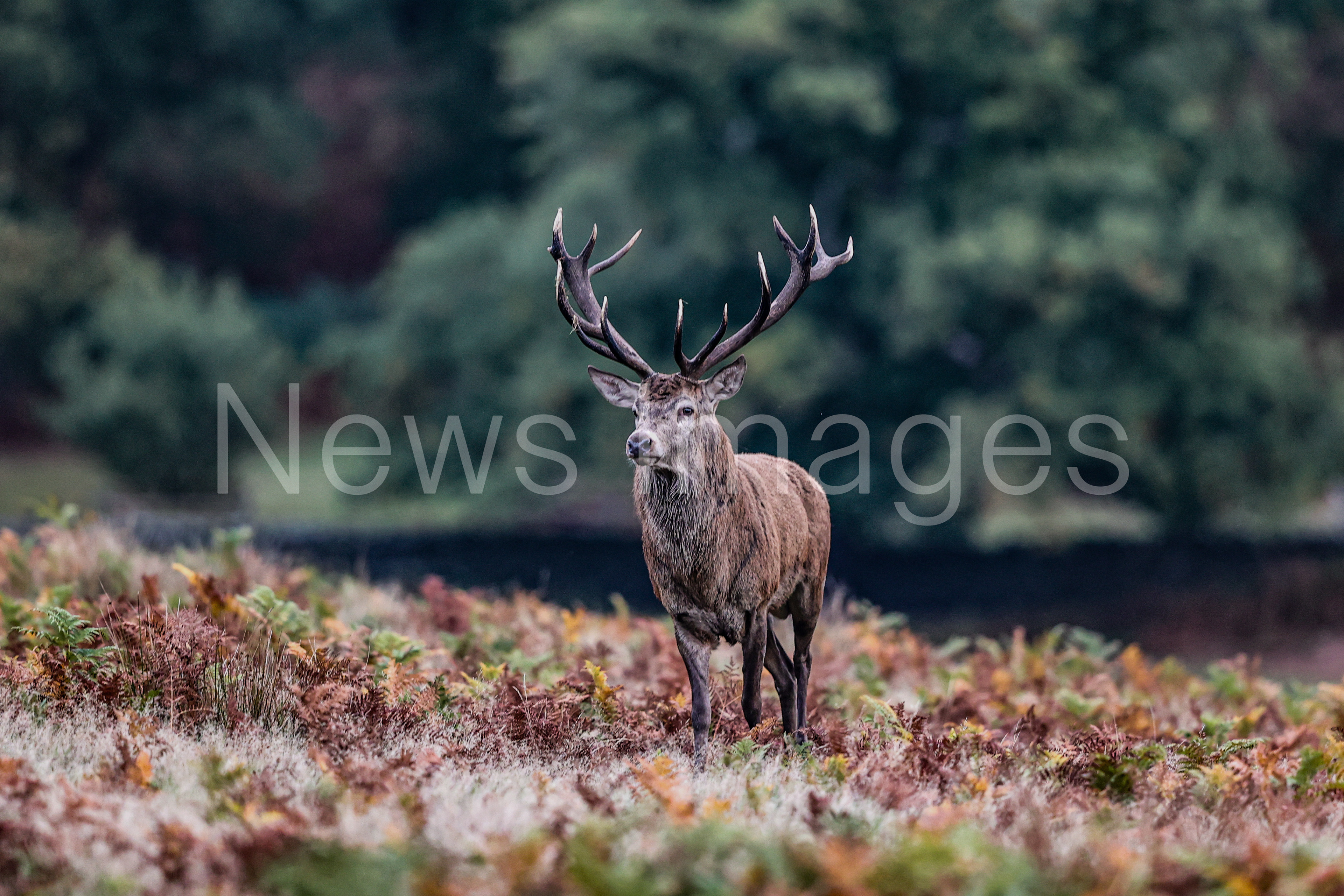 A red deer looking for a doe to mate with