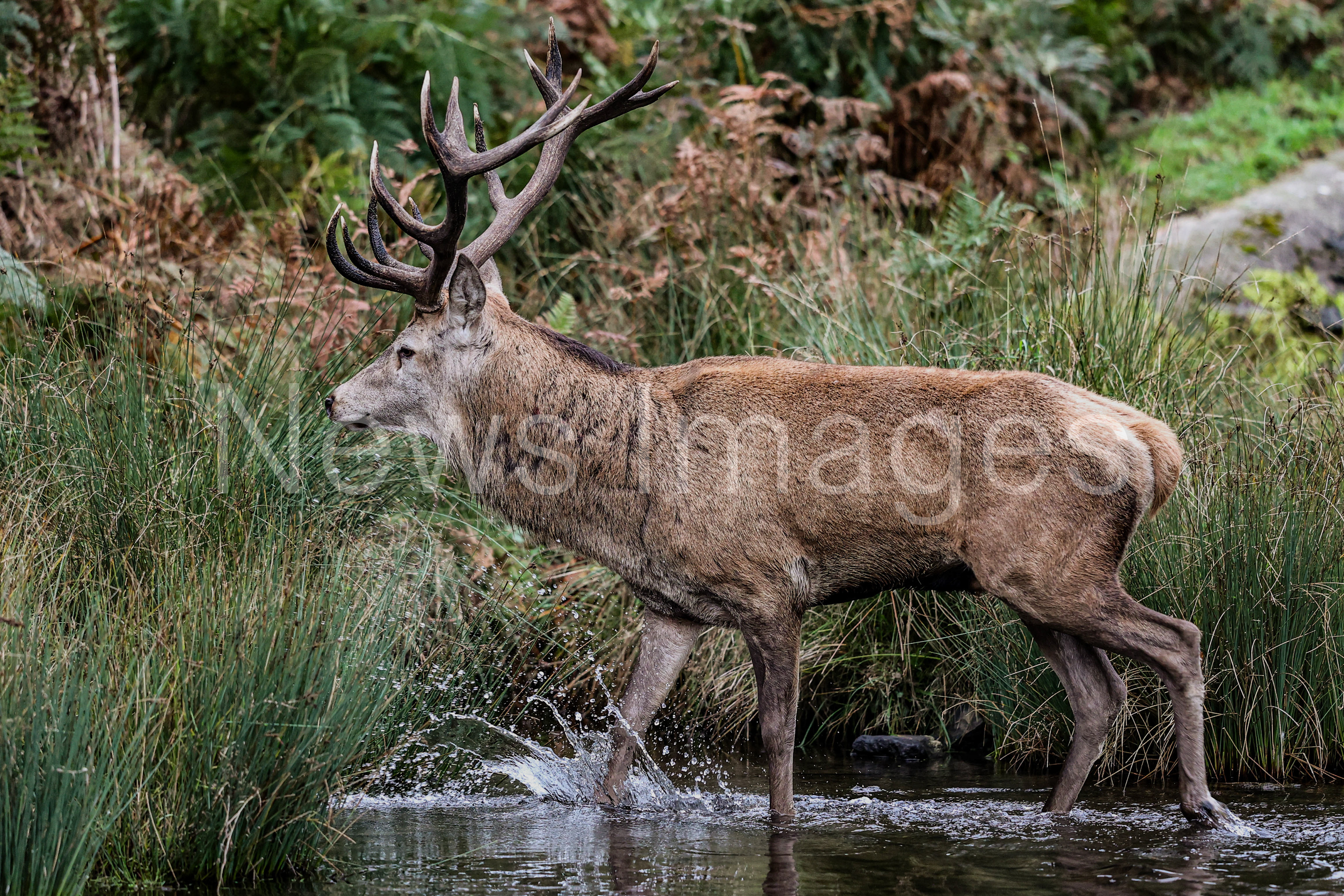 A red deer looking for a doe to mate with