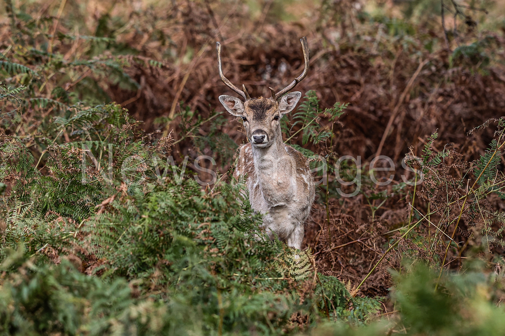 A fallow deer