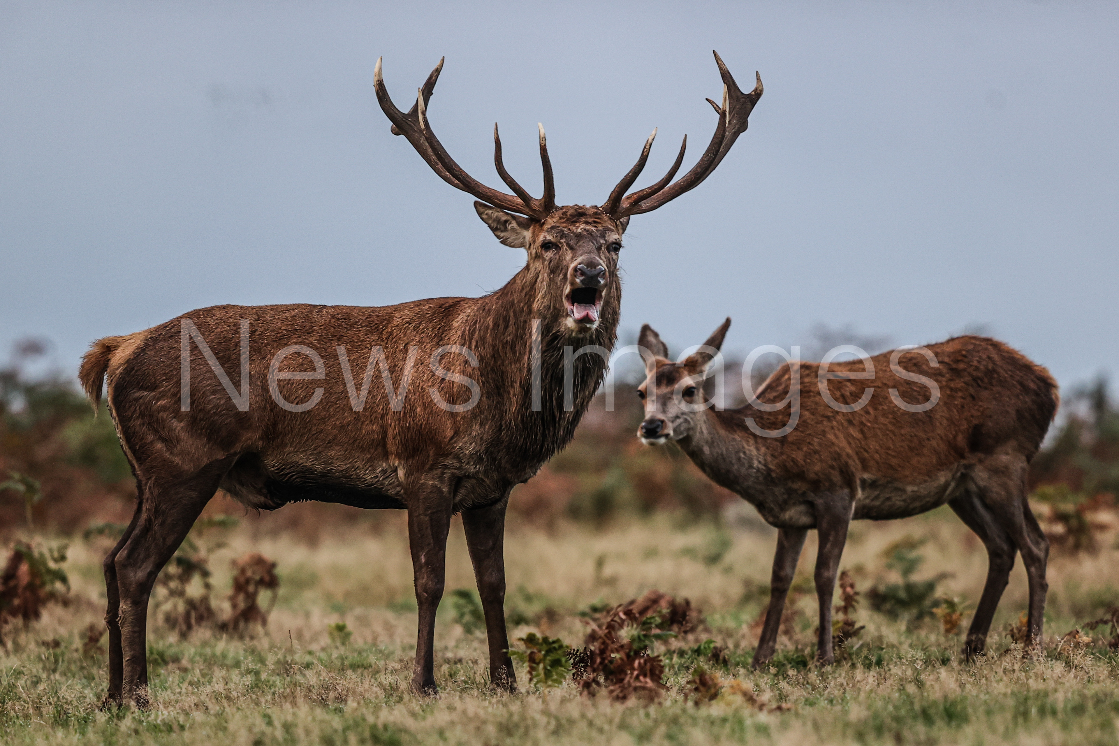 A red deer looking for a doe to mate with