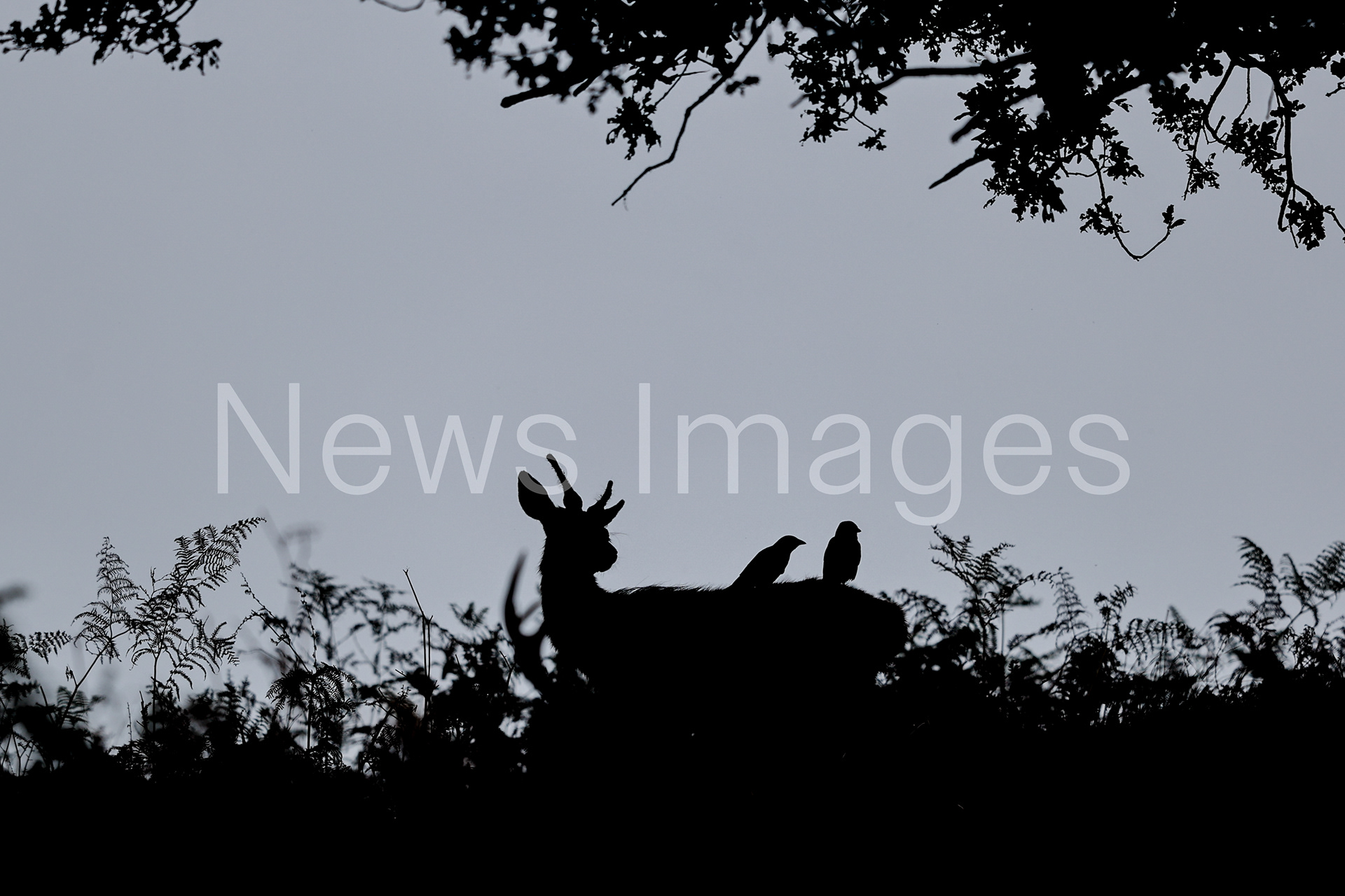 A fallow deer