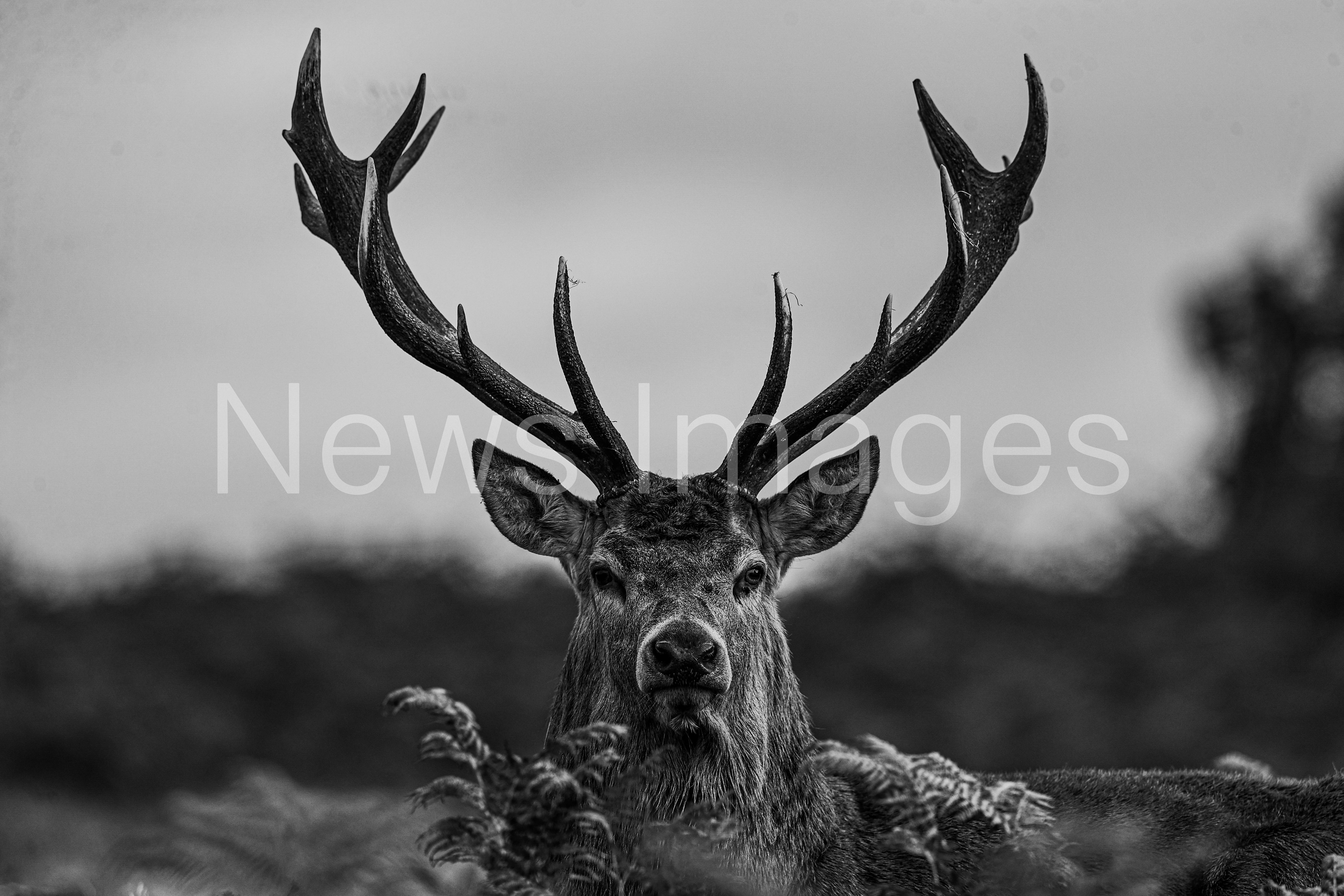 A red deer looking for a doe to mate with