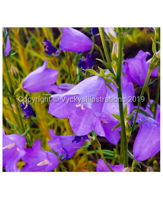 Purple Flowers