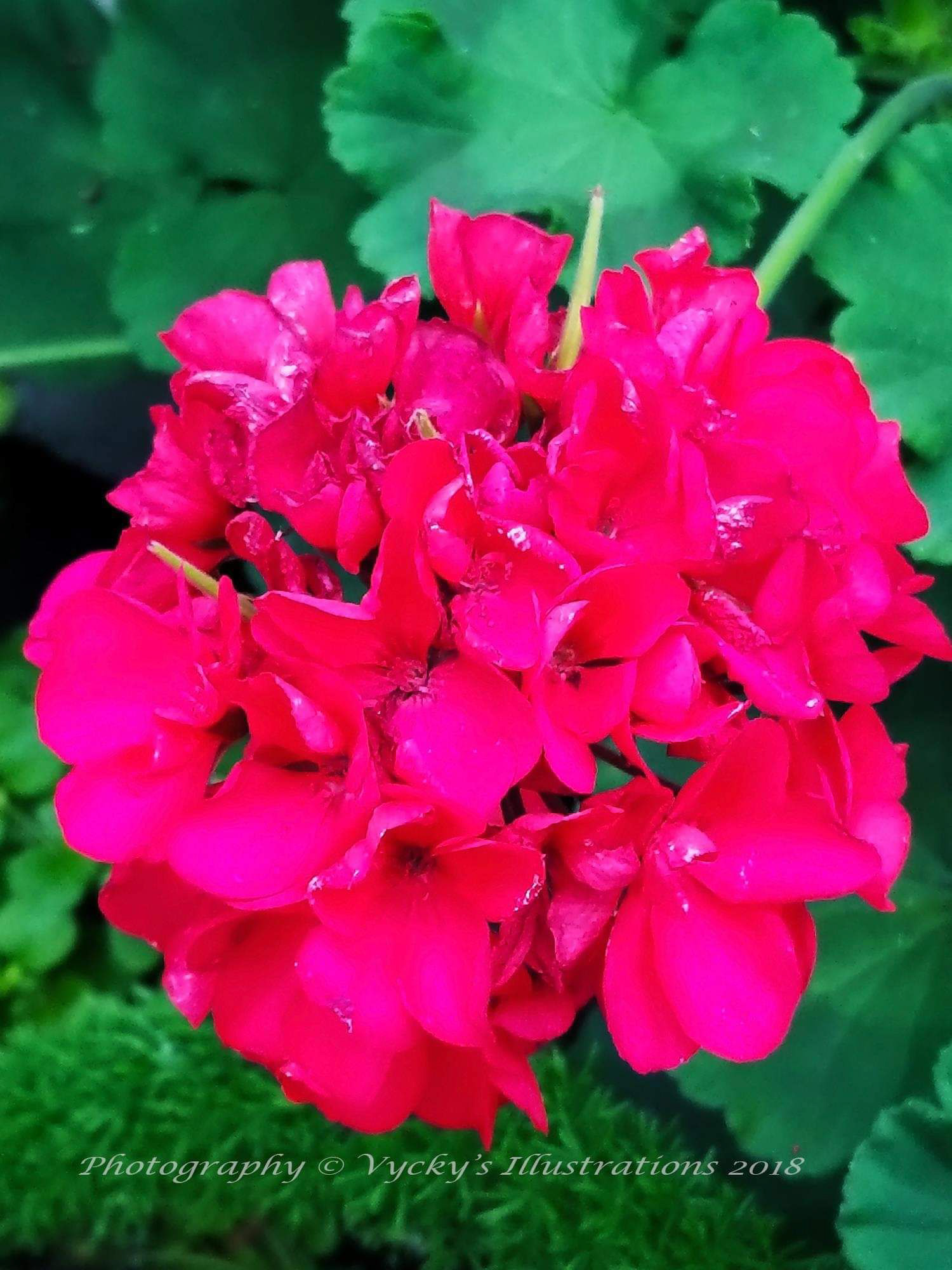 pink flower