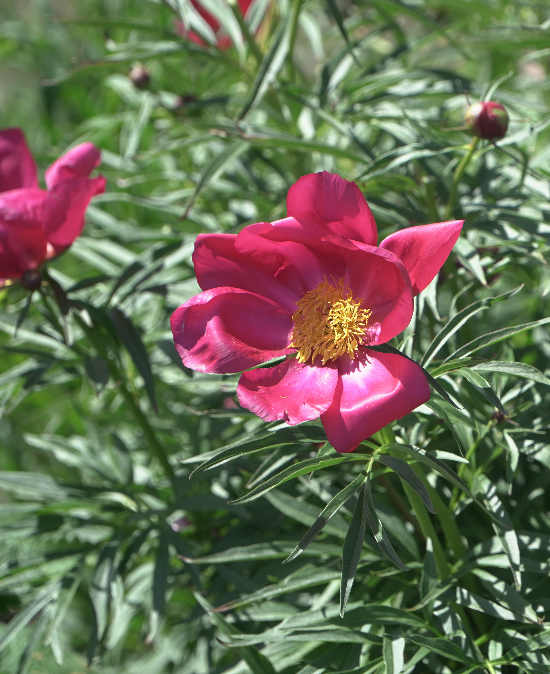 Paeonia officinalis (Cottage Peony) in the Oval Garden on Thursday, June 20 2024.