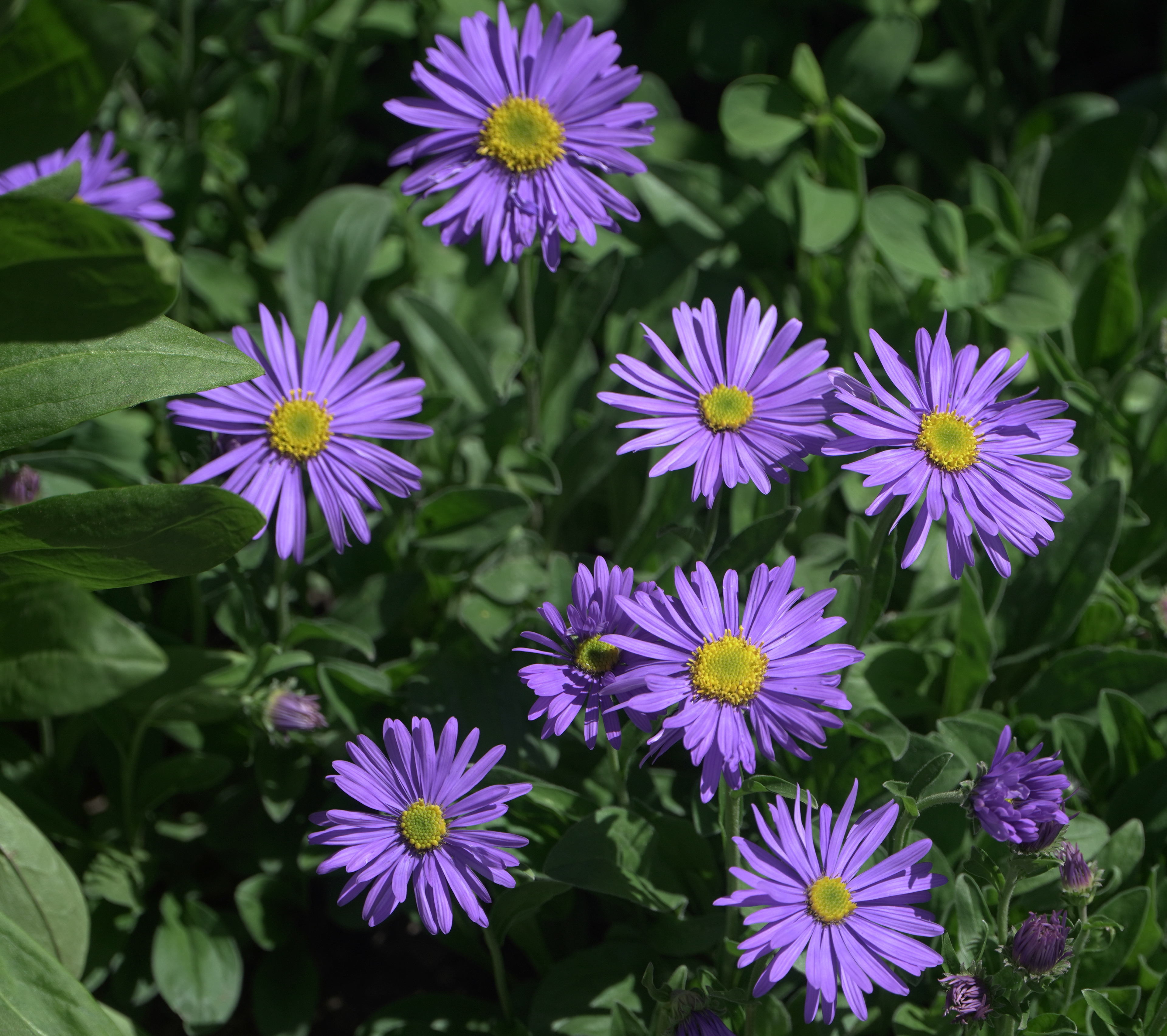 Aster alpinus (Alpine aster) in the Wall Garden on Thursday, June 20 2024.