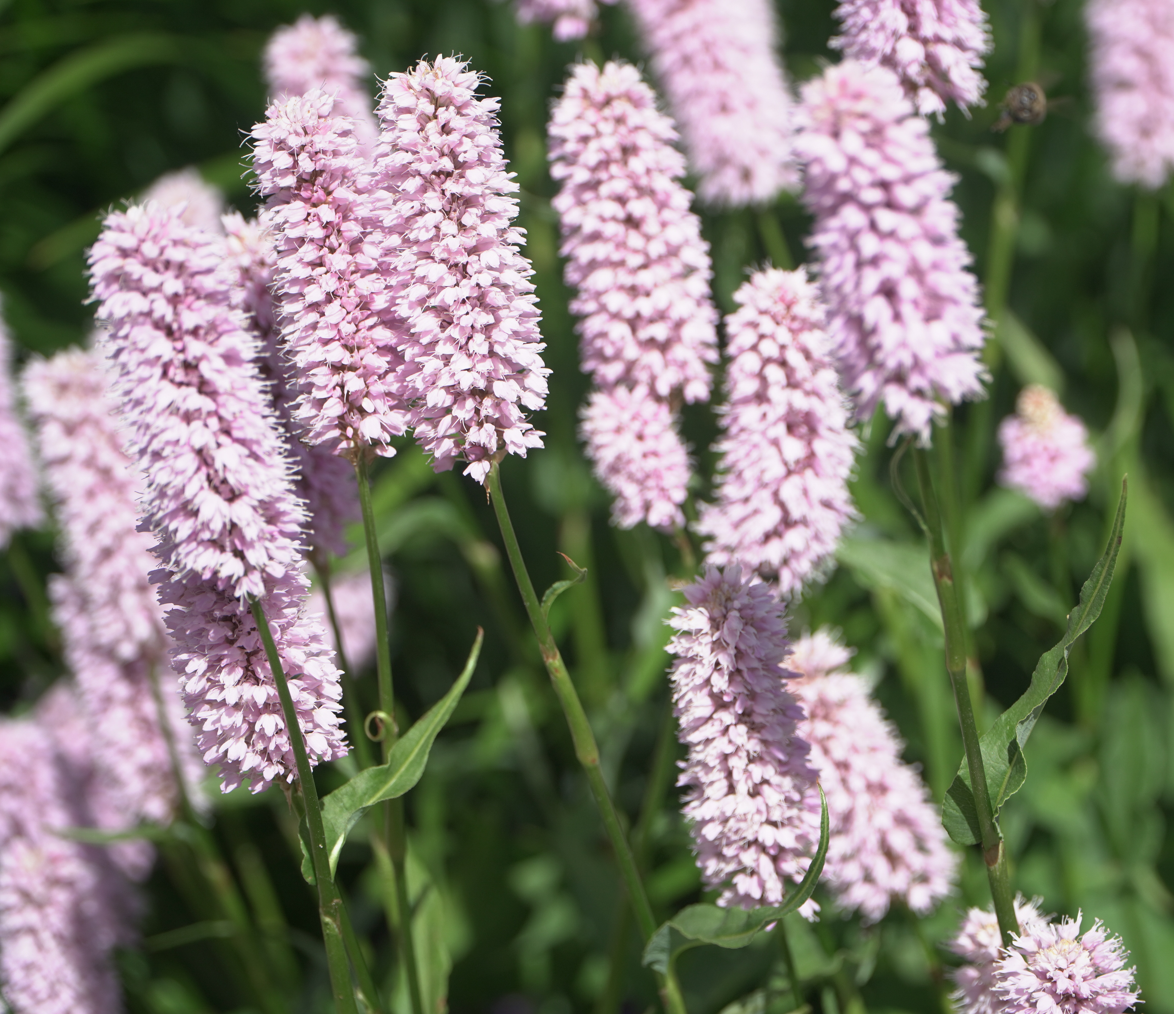 Bistorta officinalis Delarbre (Common Bistort) at the Wall Garden on Thursday, June 20 2024.